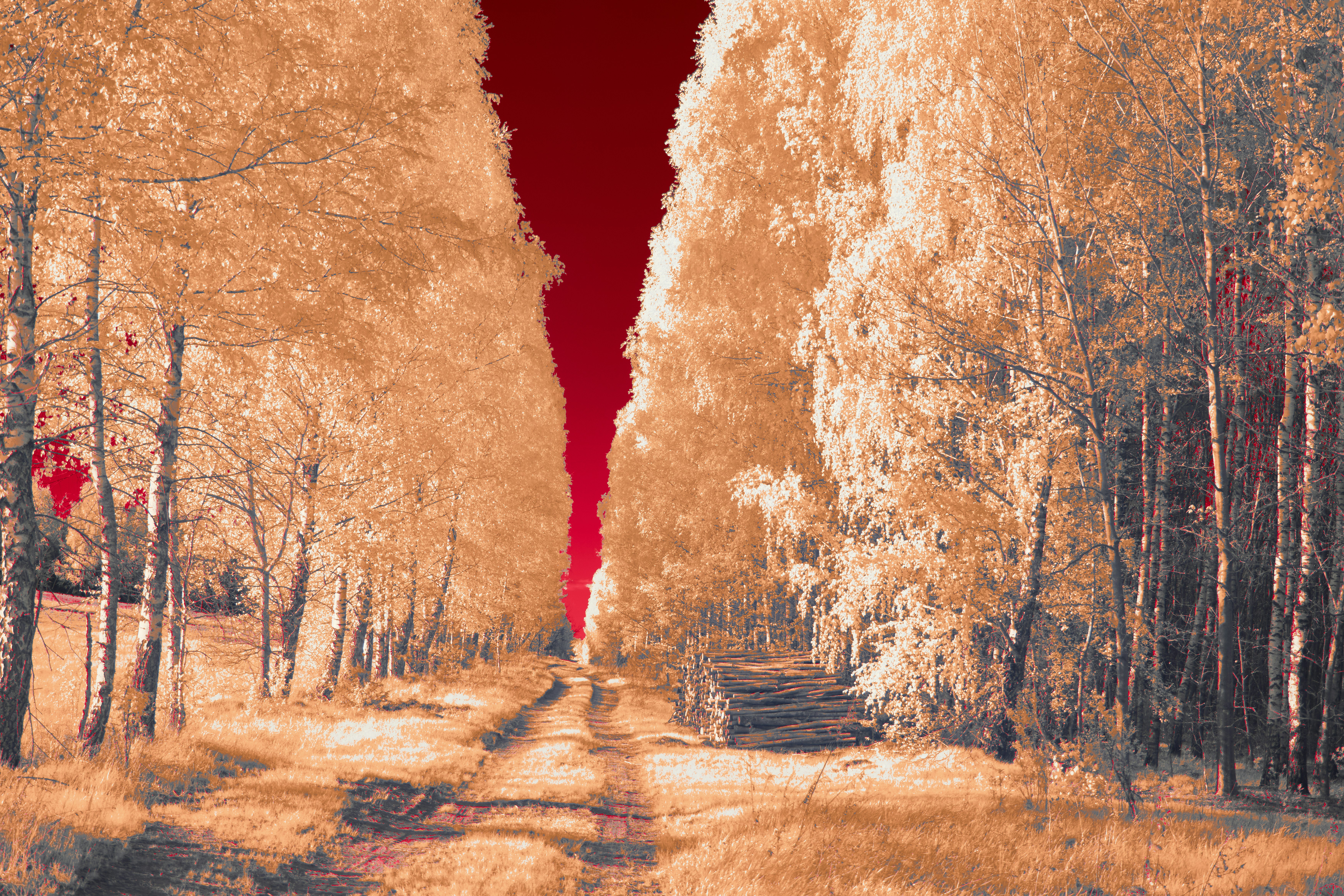 Photo by wolfgang_hasselmann