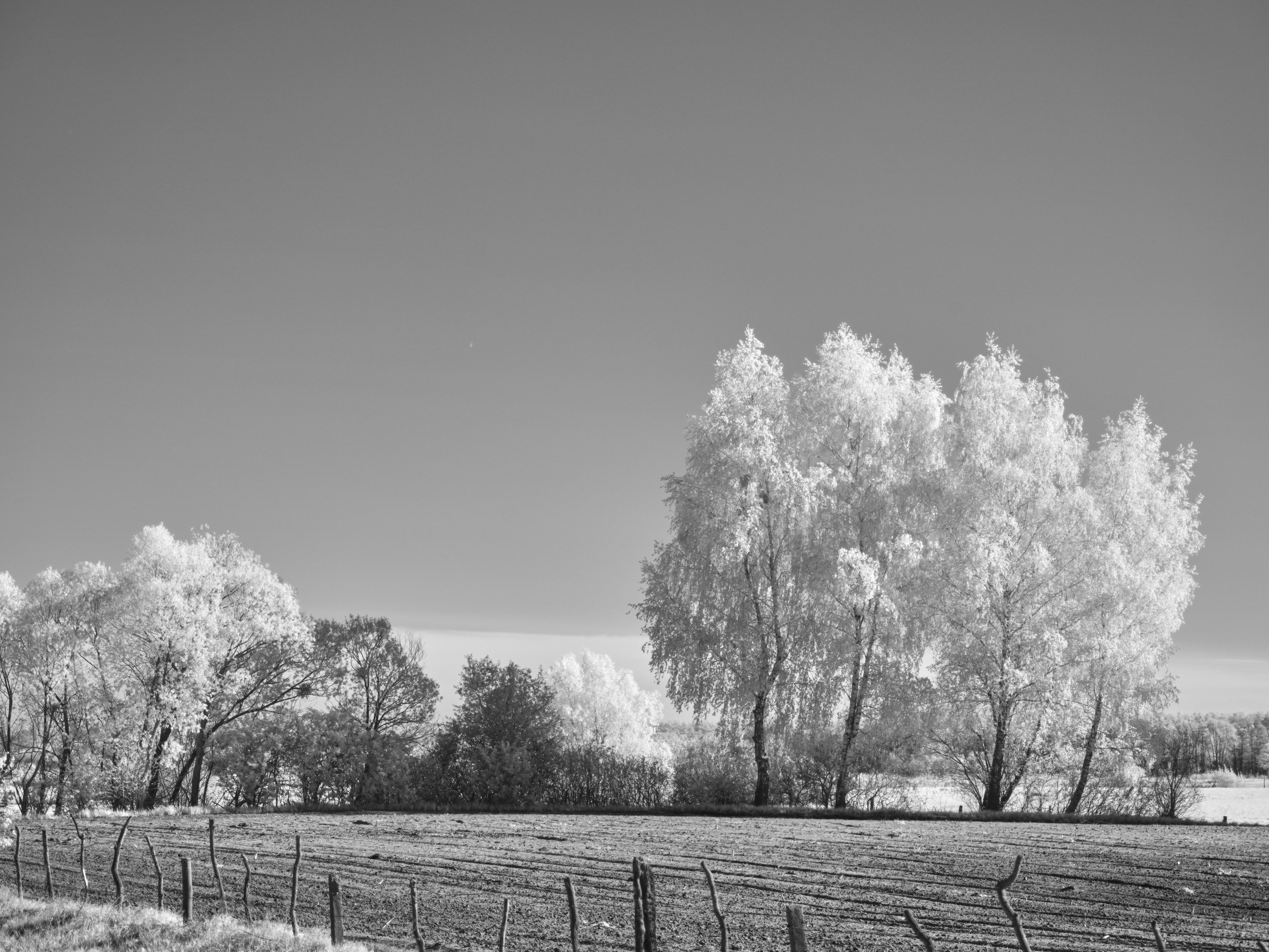 Photo by wolfgang_hasselmann