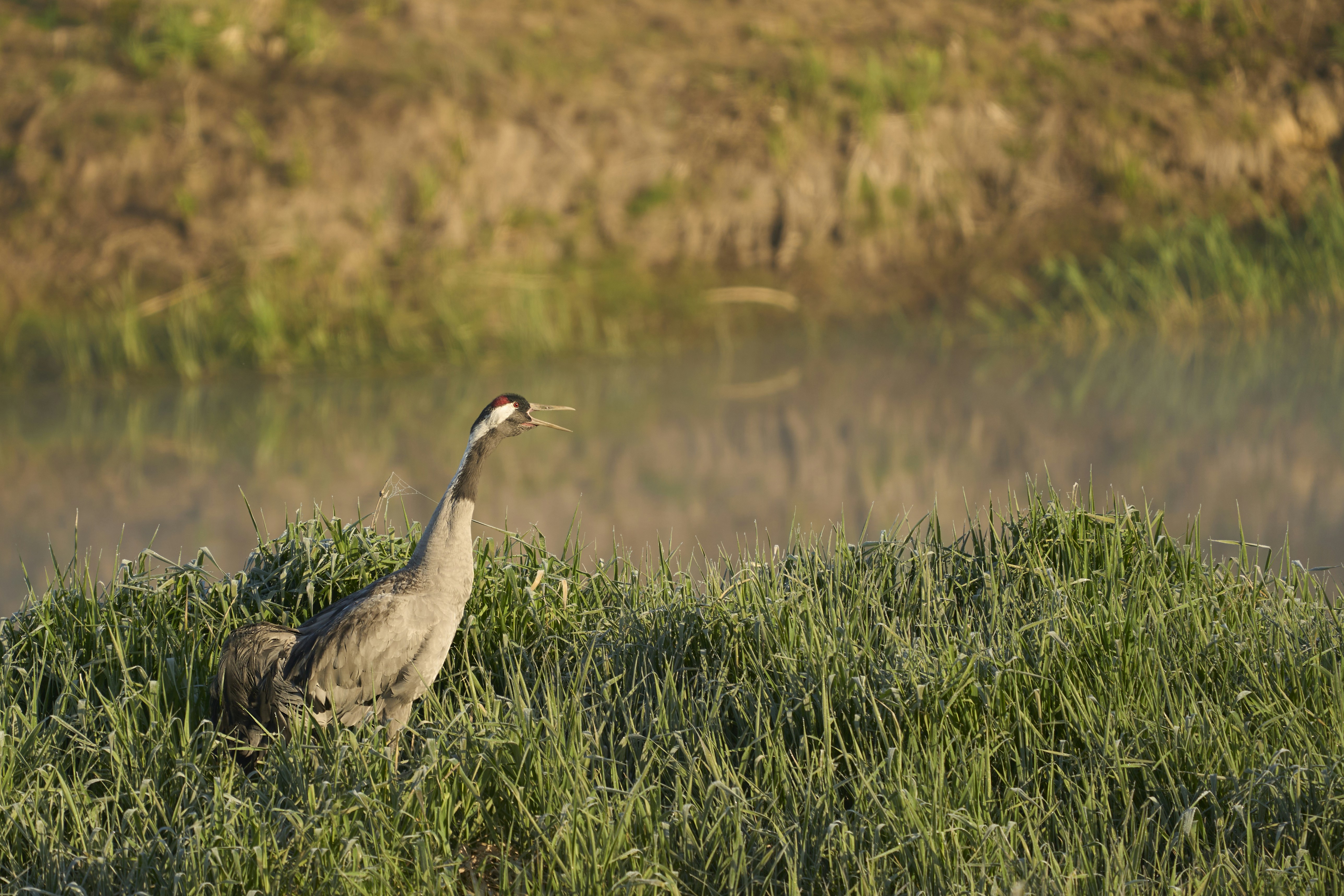 Photo by wolfgang_hasselmann