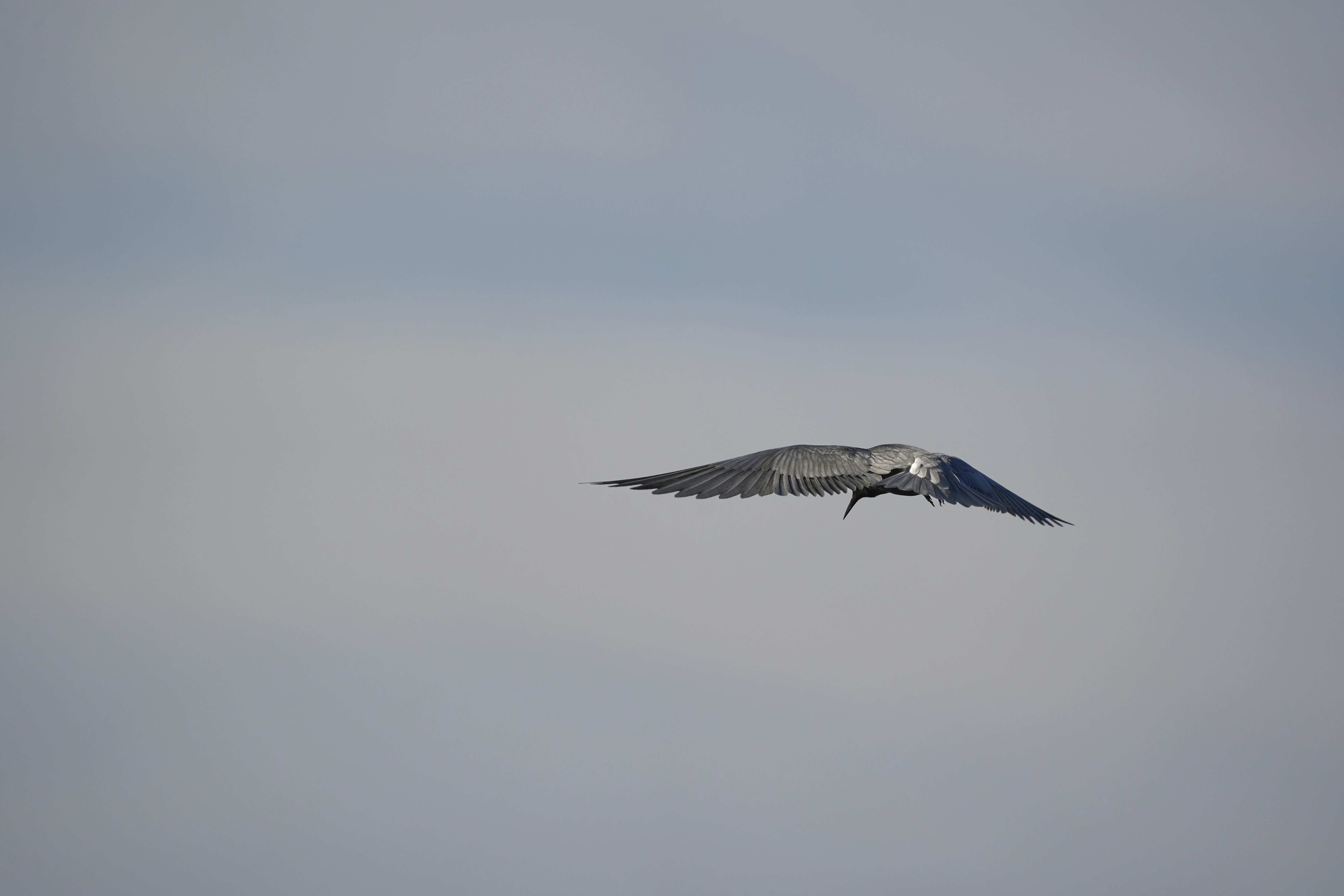 A bird with wings spread flies in the sky.