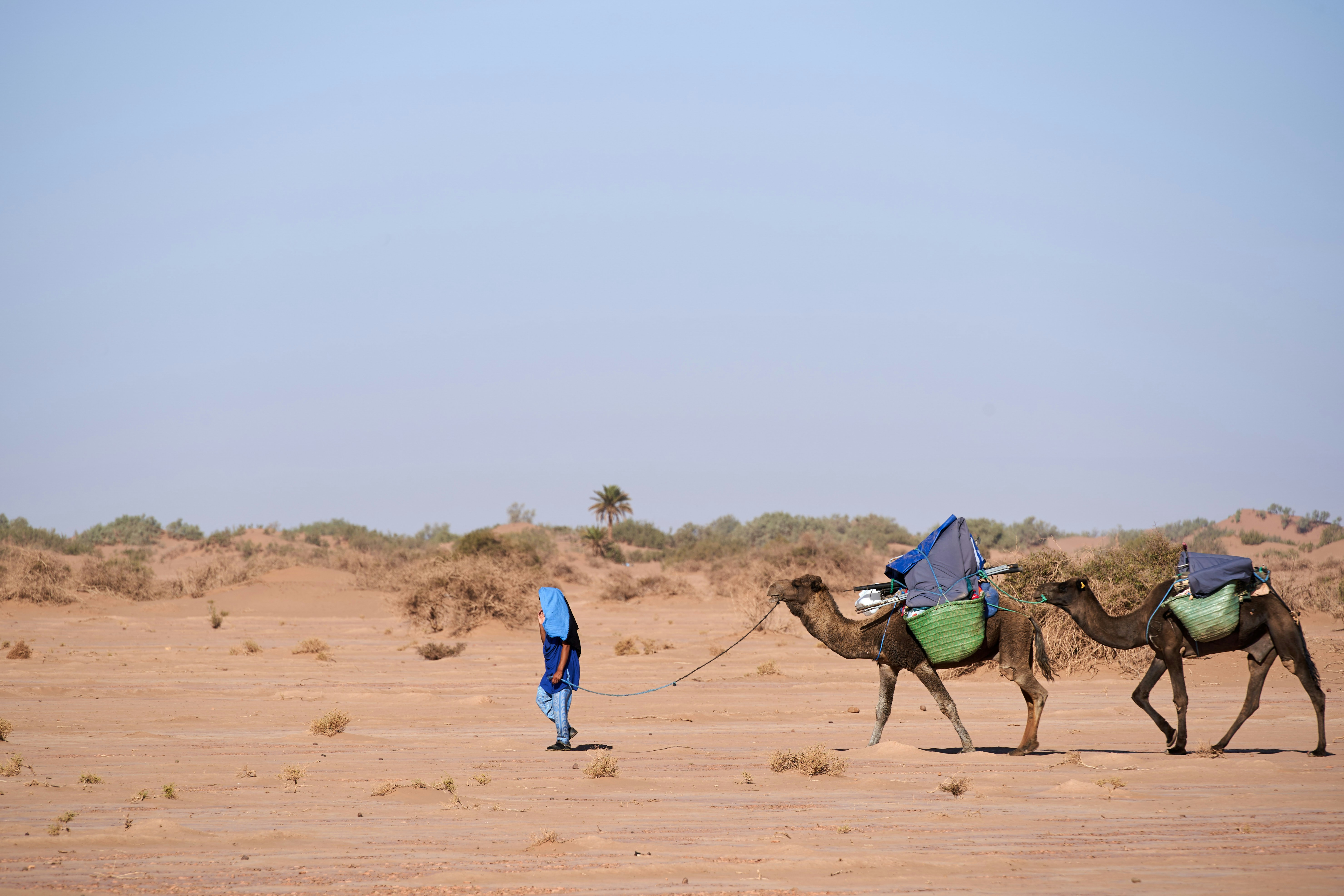 A person walks with two camels in the desert.