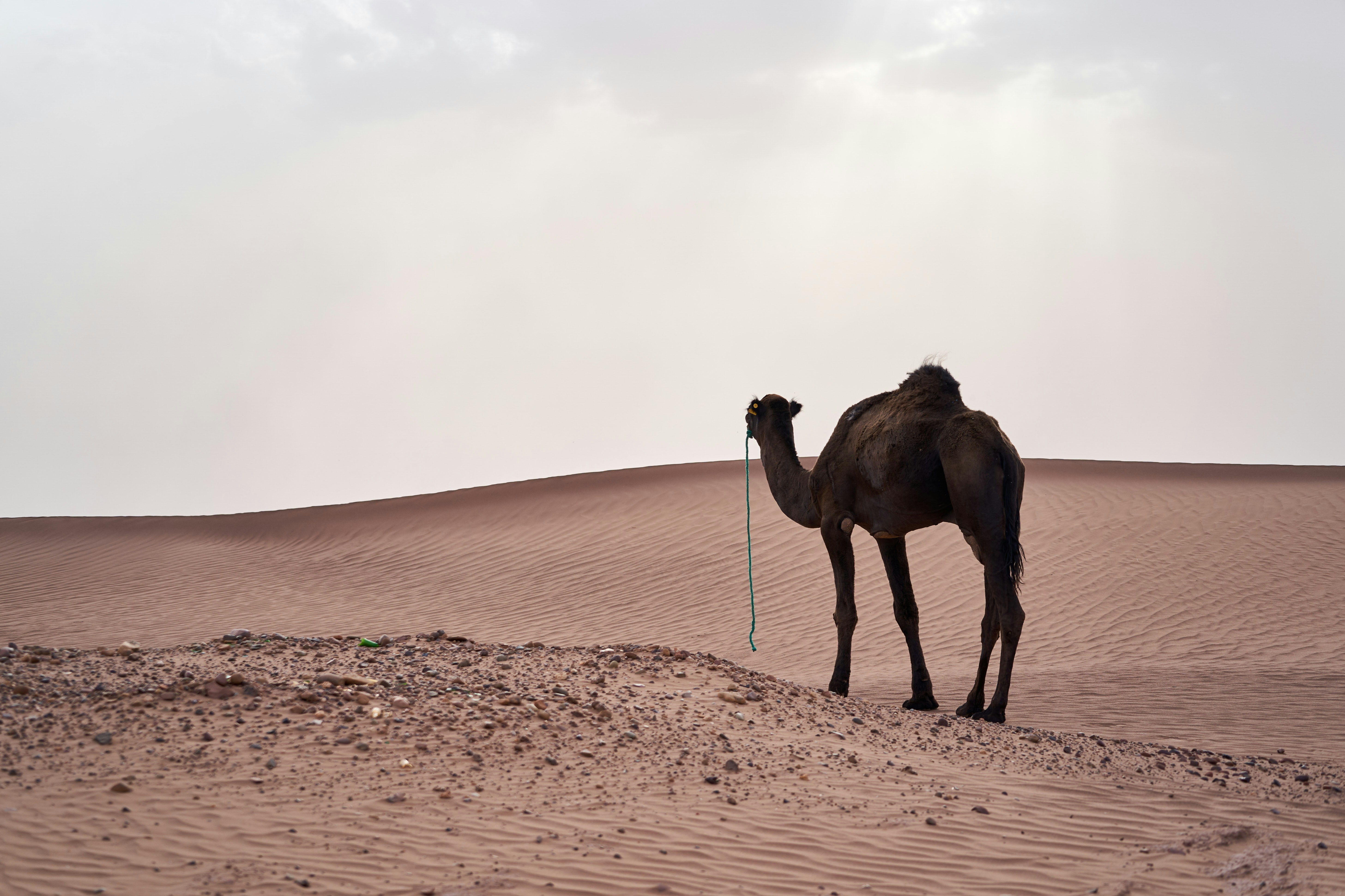 A lone camel stands on a sand dune.