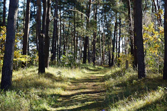 A sunlit path through a dense pine forest