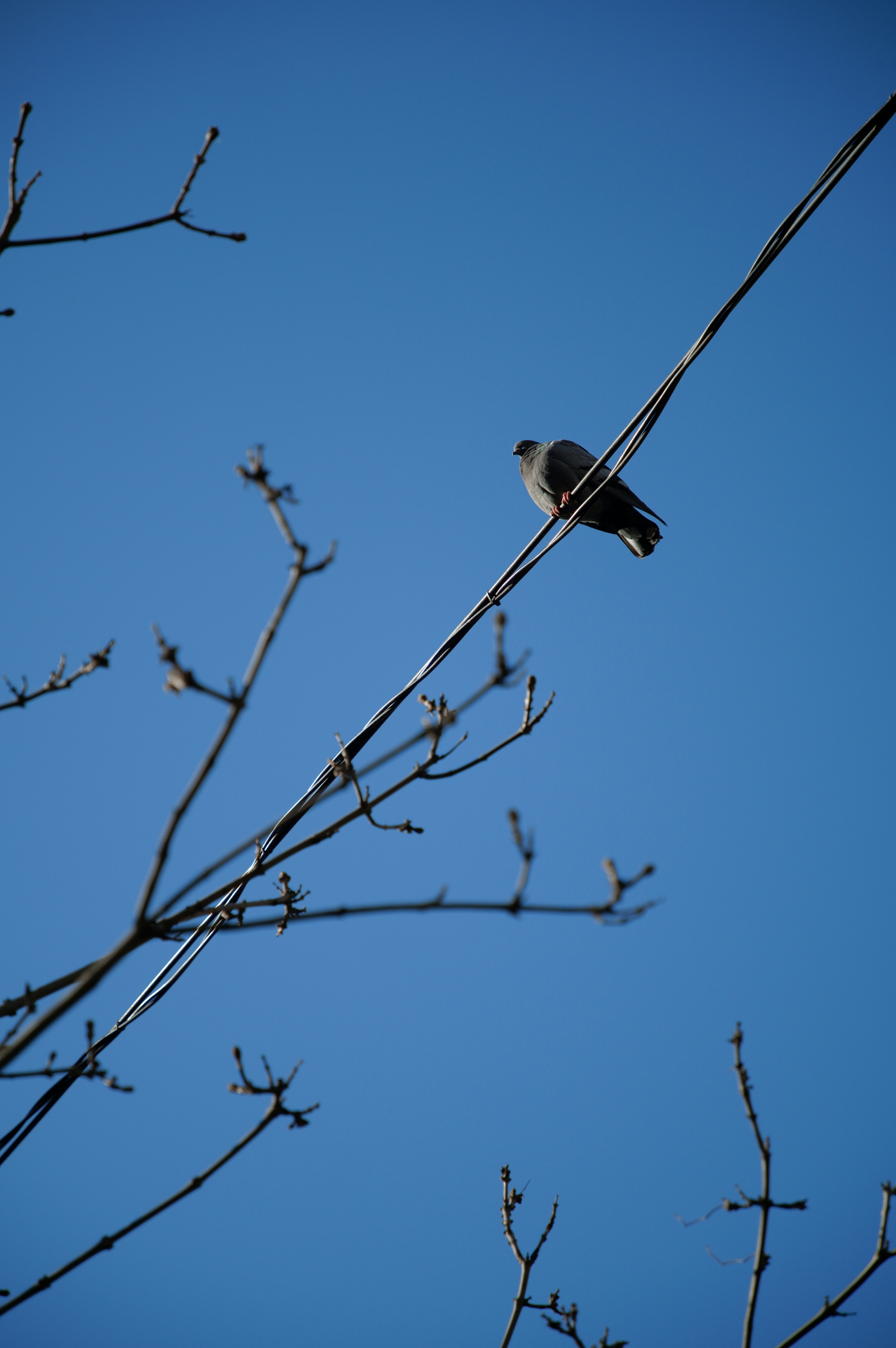 A bird perched on a wire against a blue sky.