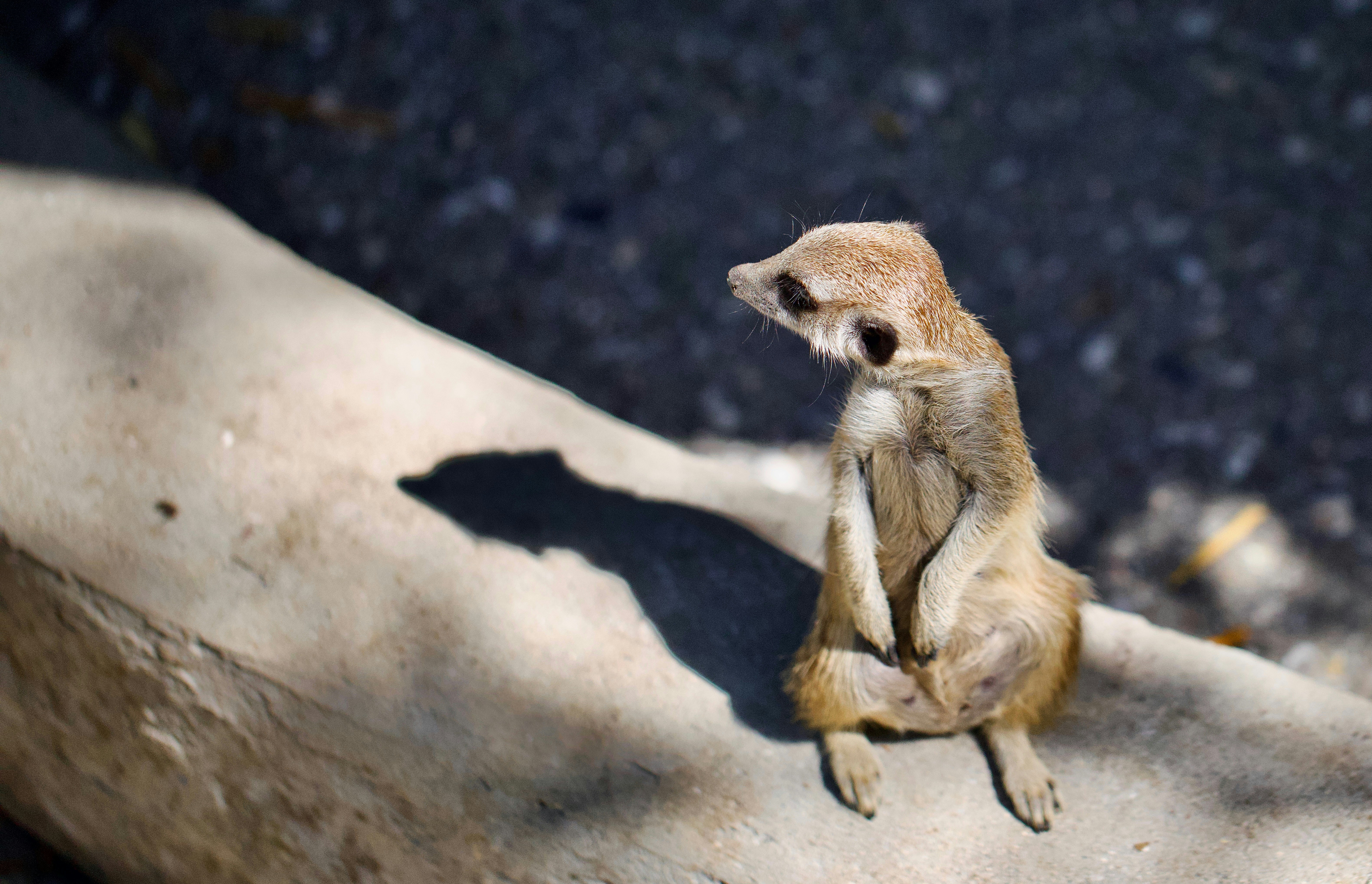 A meerkat sits on a log casting a shadow.