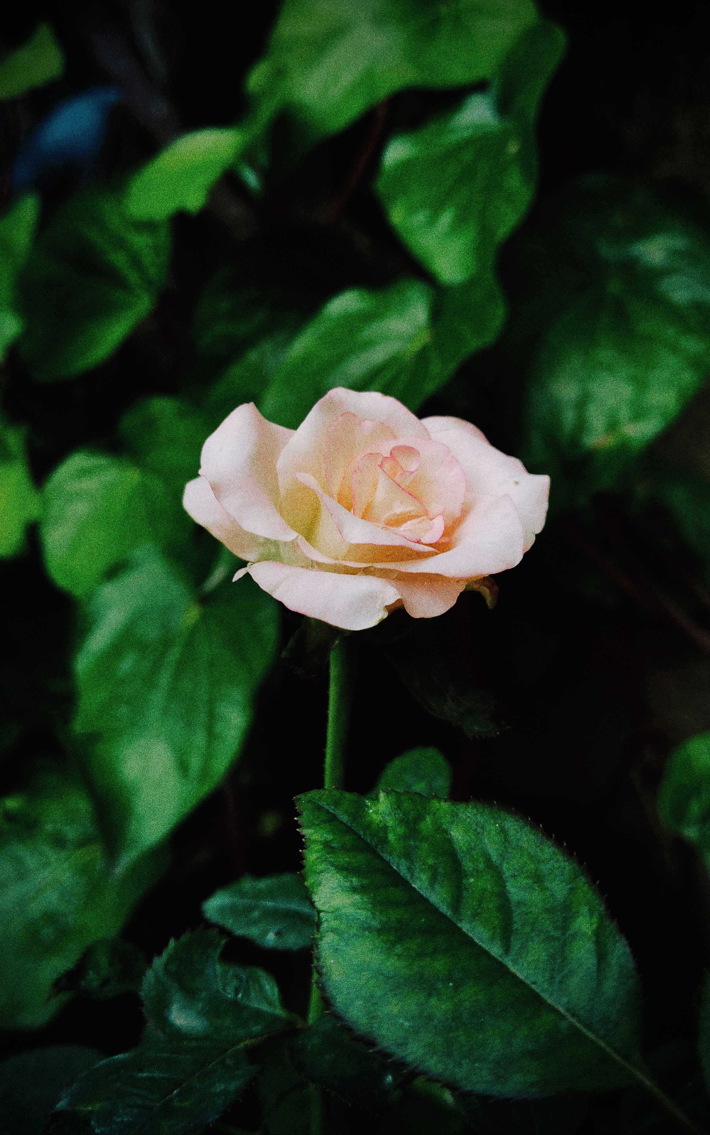 Photo by anshuman0090