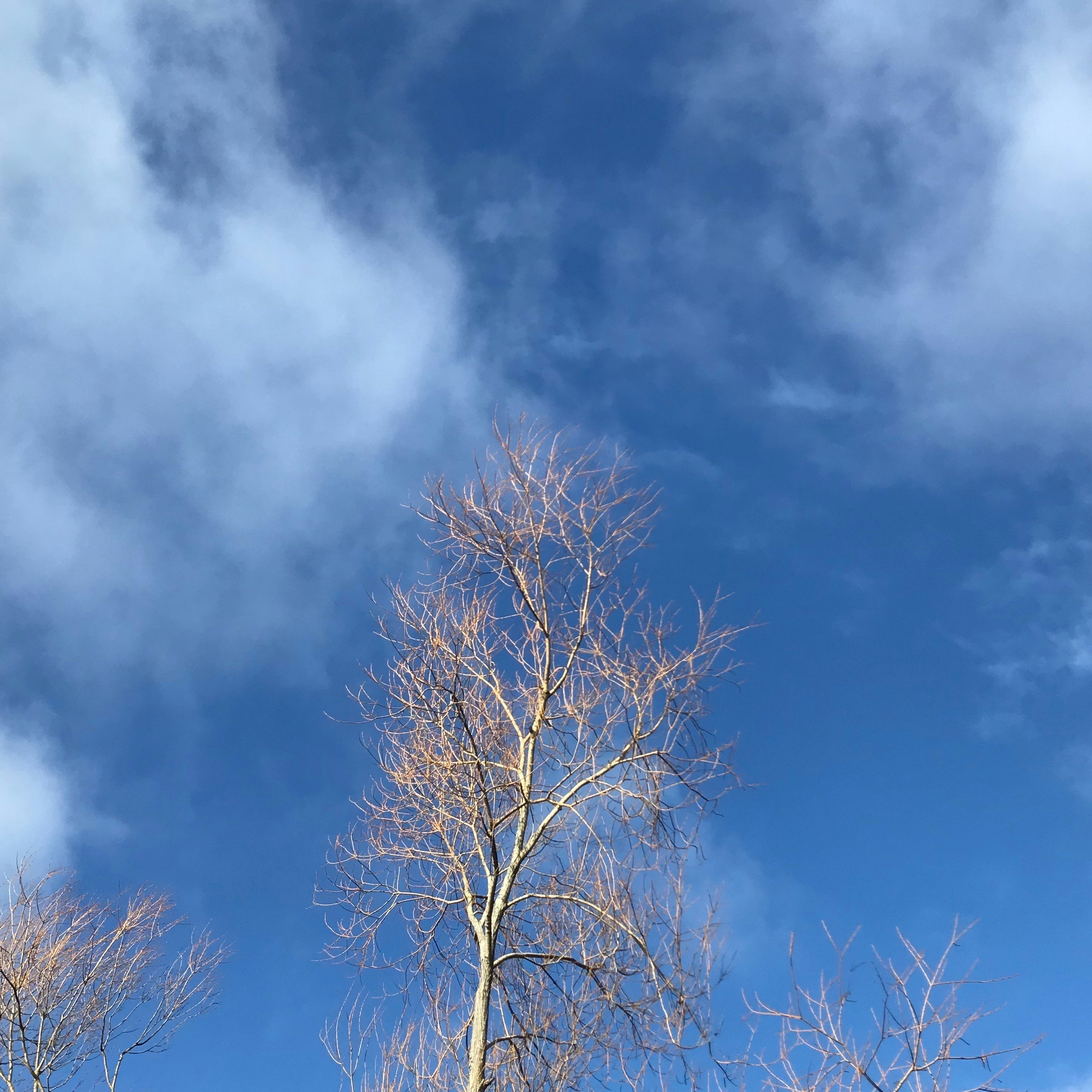 Bare tree branches against a bright blue sky.