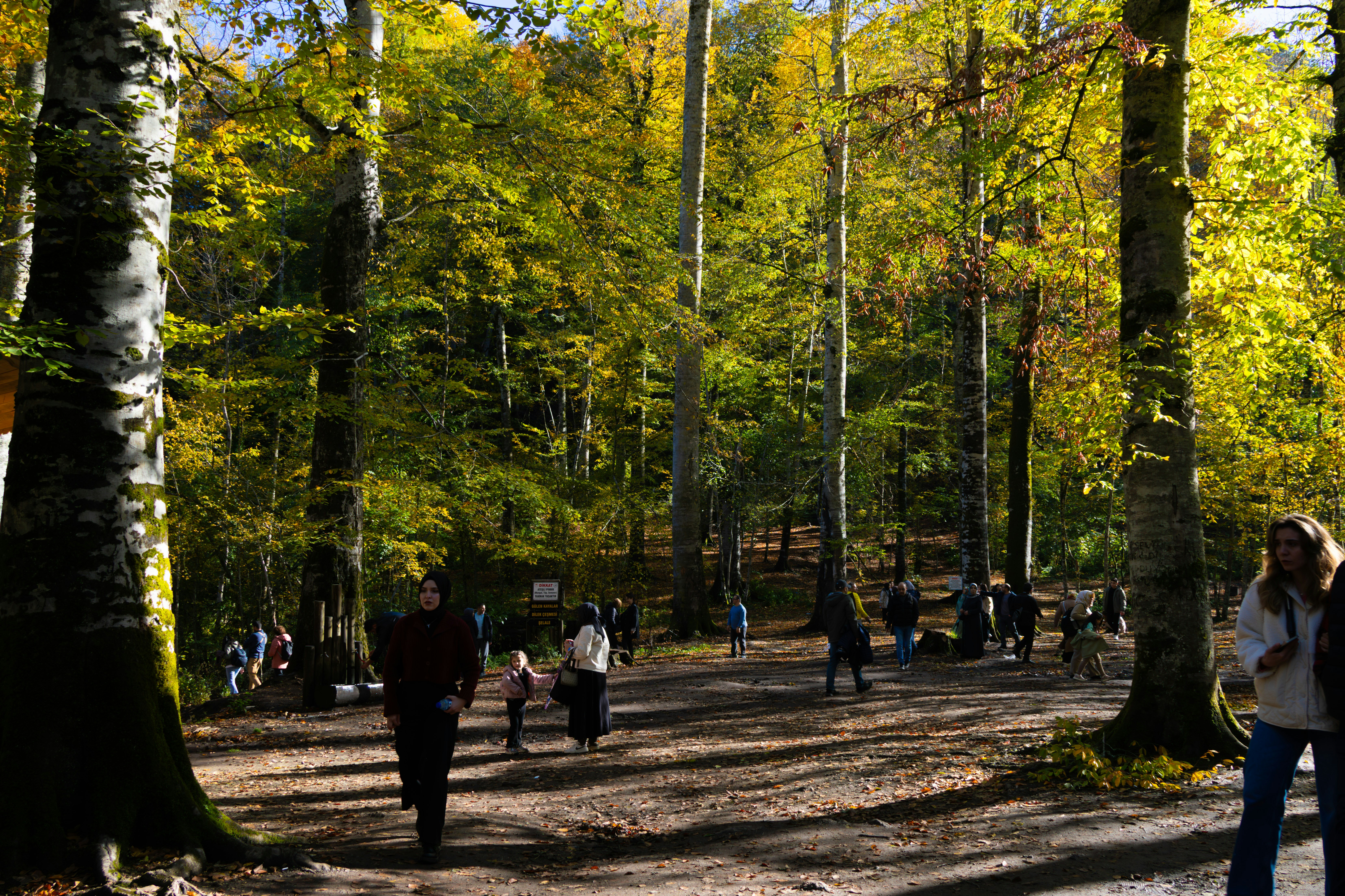 People walking in a sunlit autumn forest