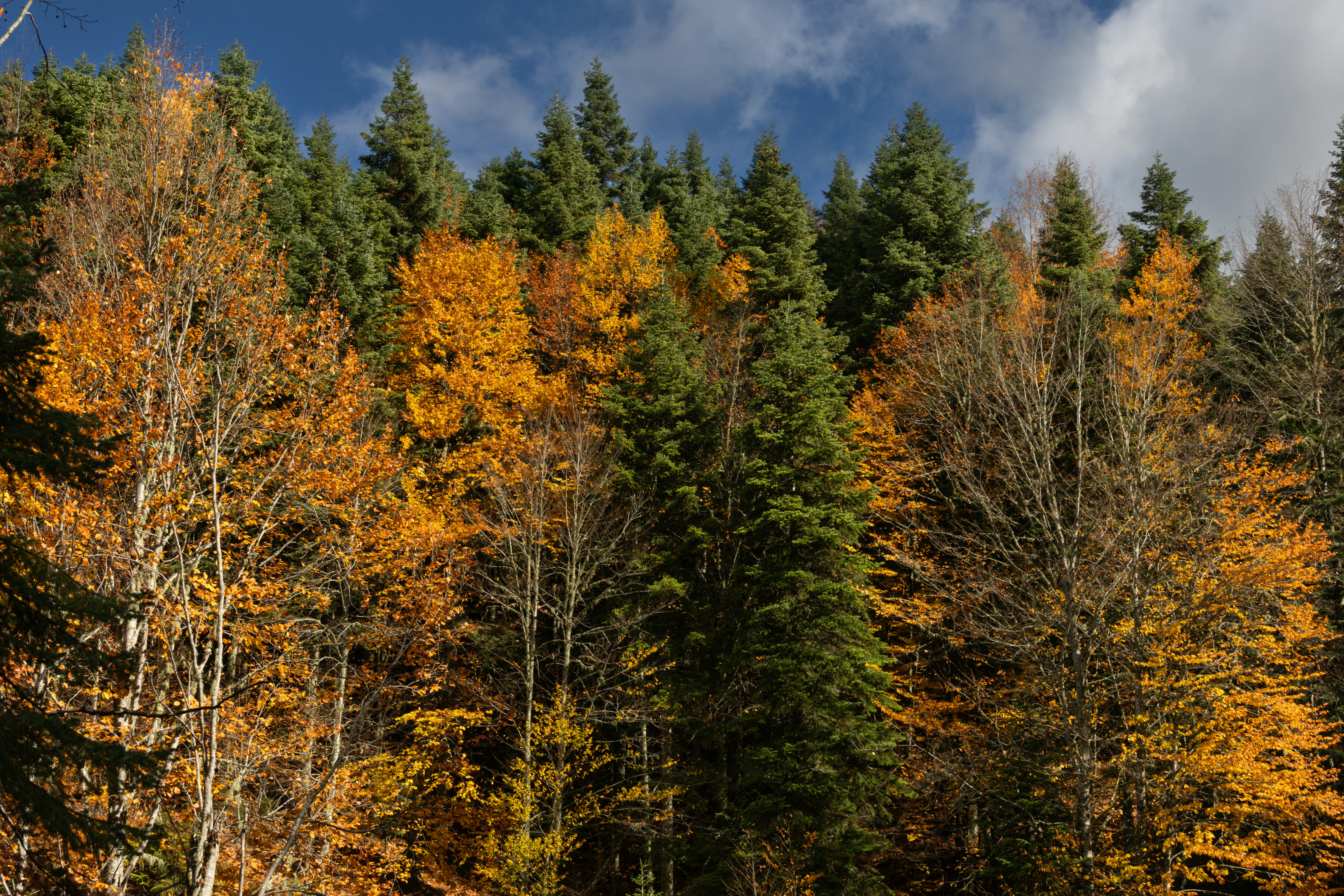 Photo by furkandurmus