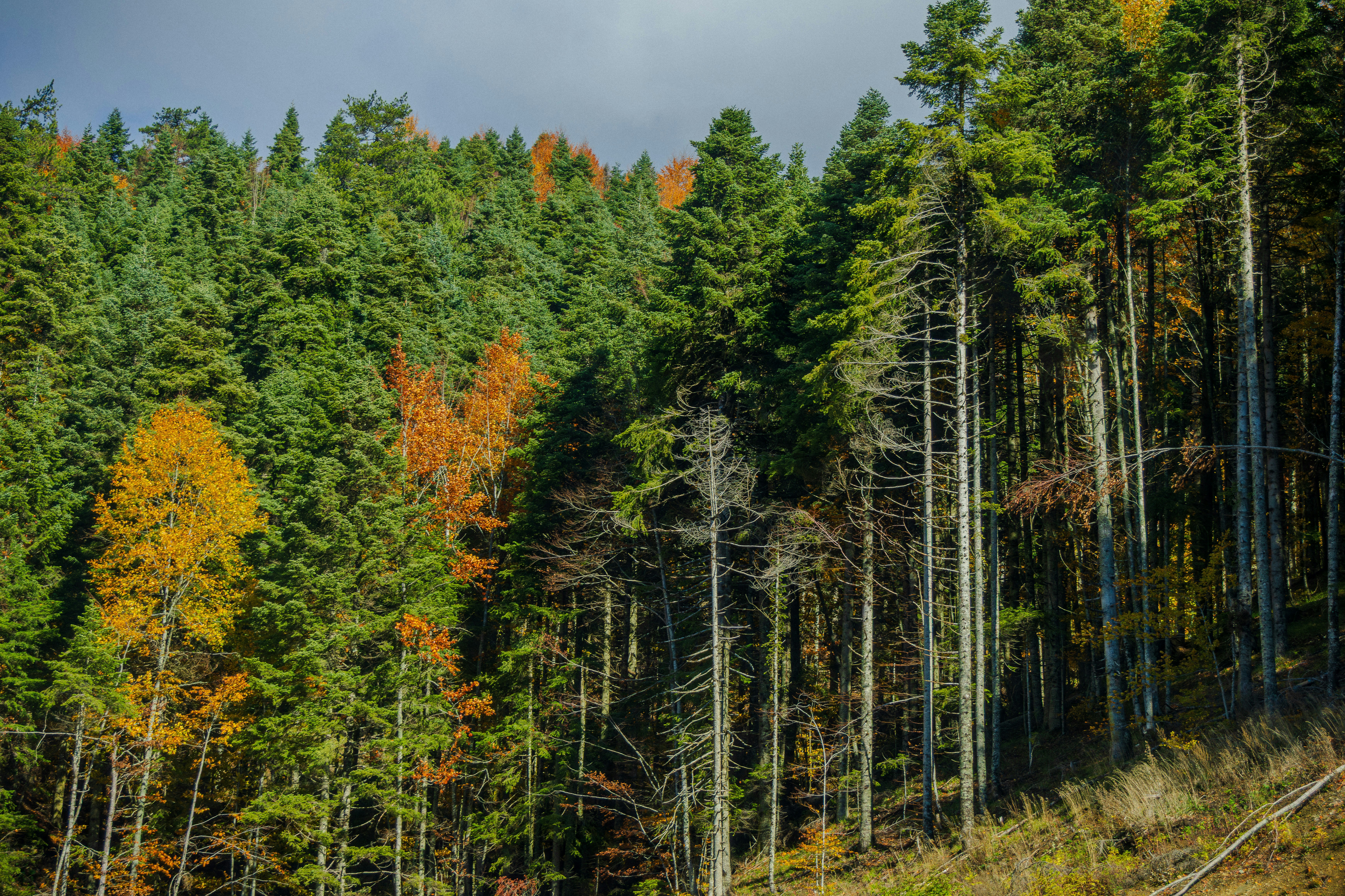 Photo by furkandurmus