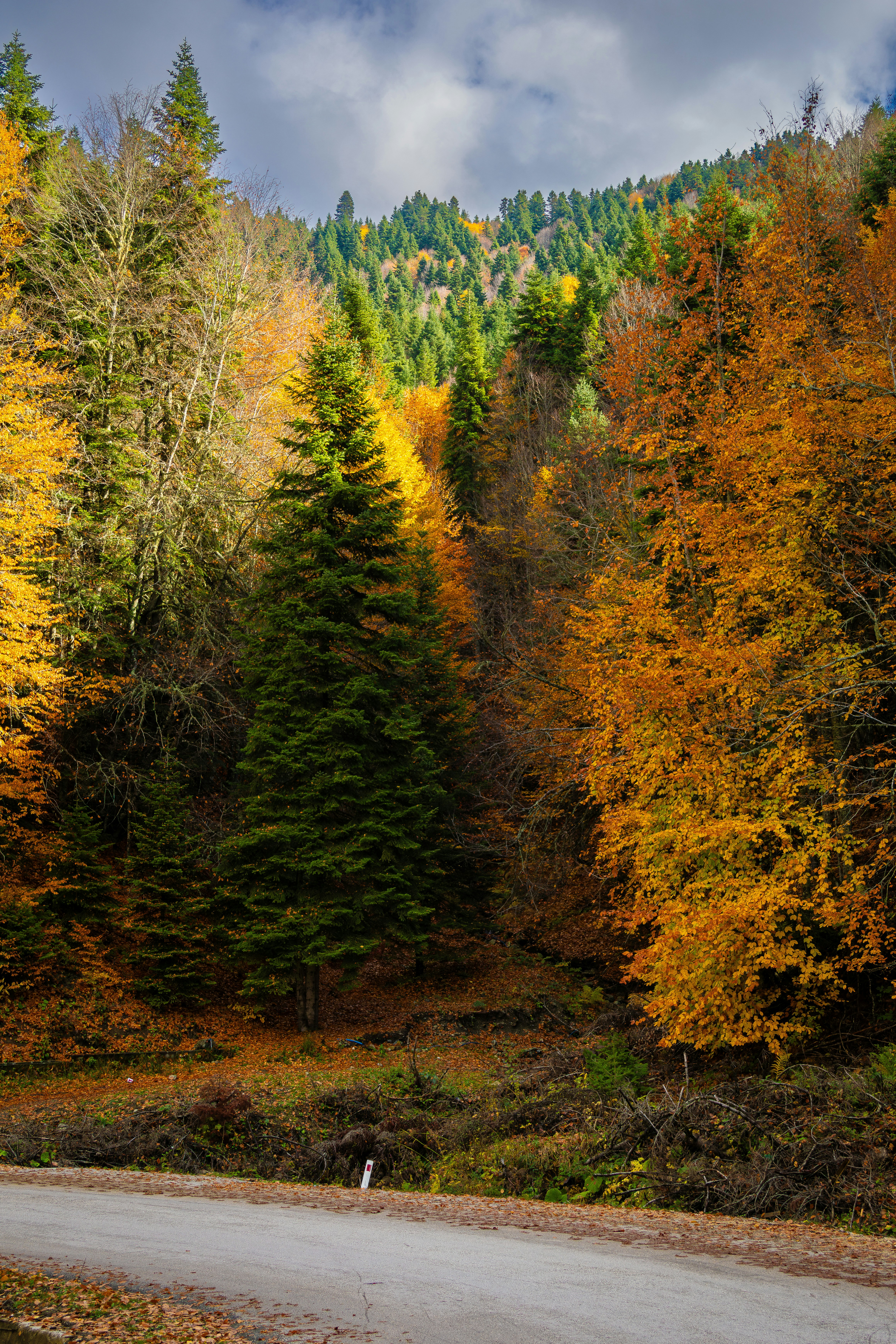 Photo by furkandurmus