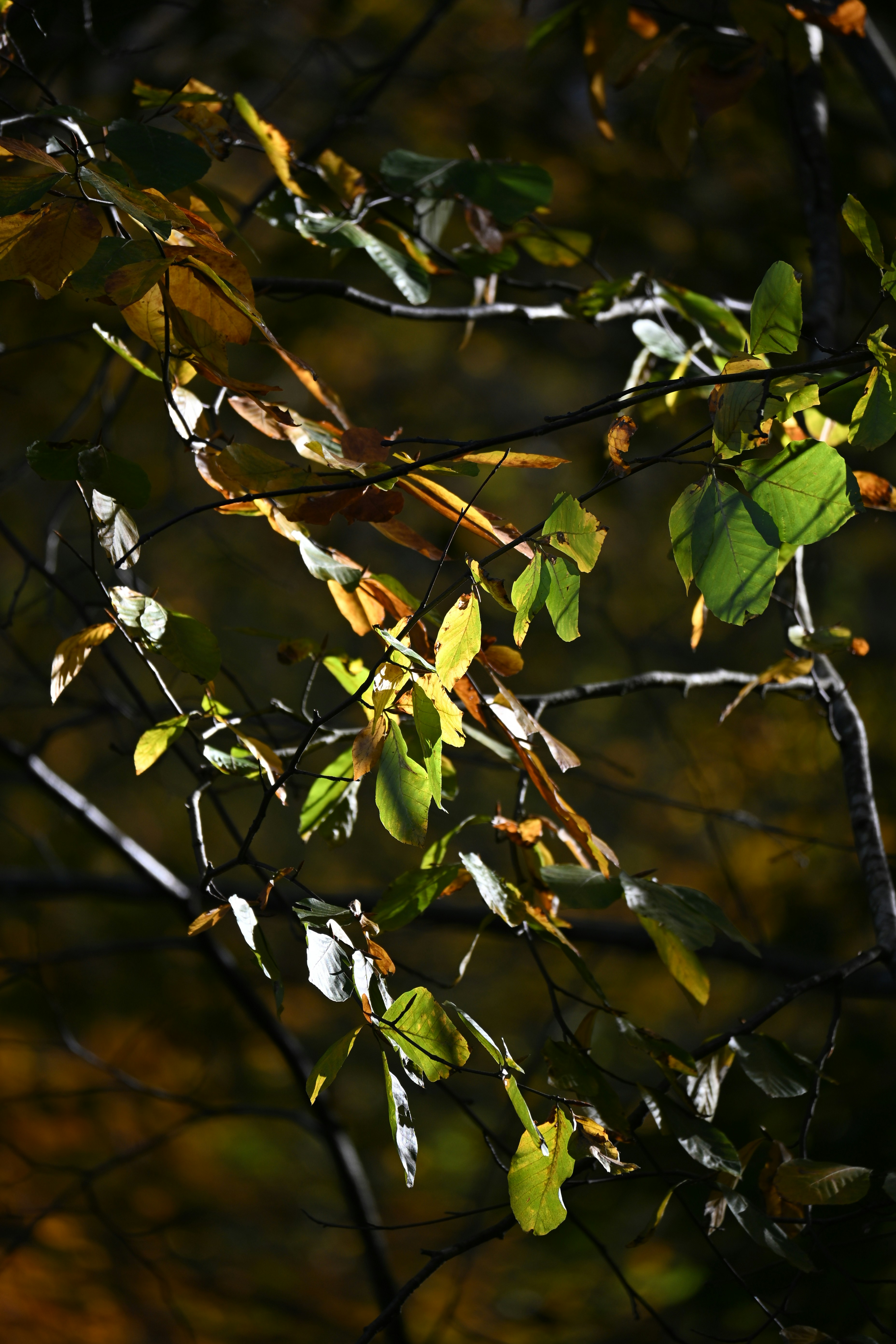 Photo by halilcelikhic