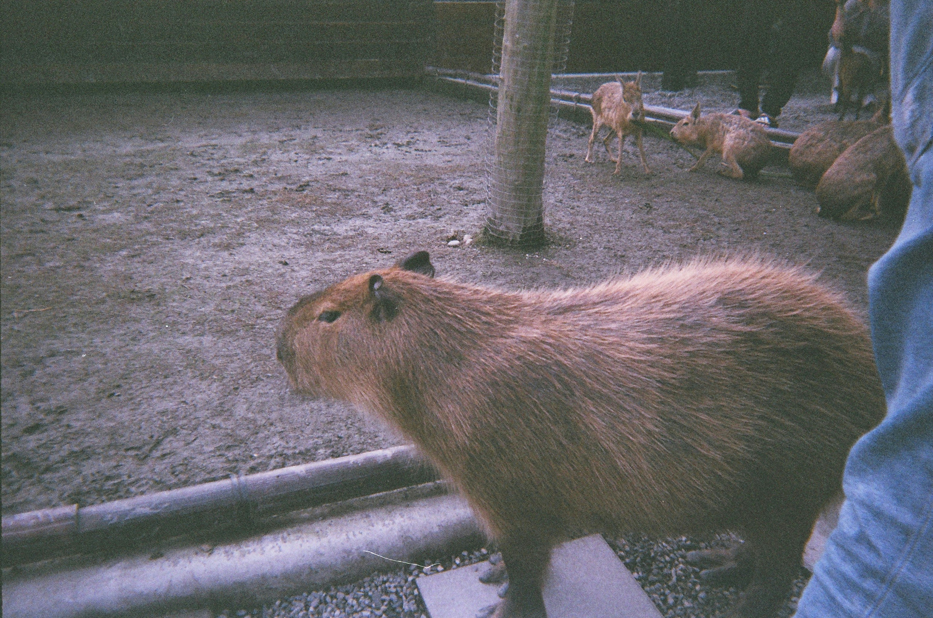 In the grainy twilight of the enclosure, the capybara stands as a quiet philosopher. It seems to ponder a world beyond the dust and shadows, a moment of profound, unbothered calm captured on film.
