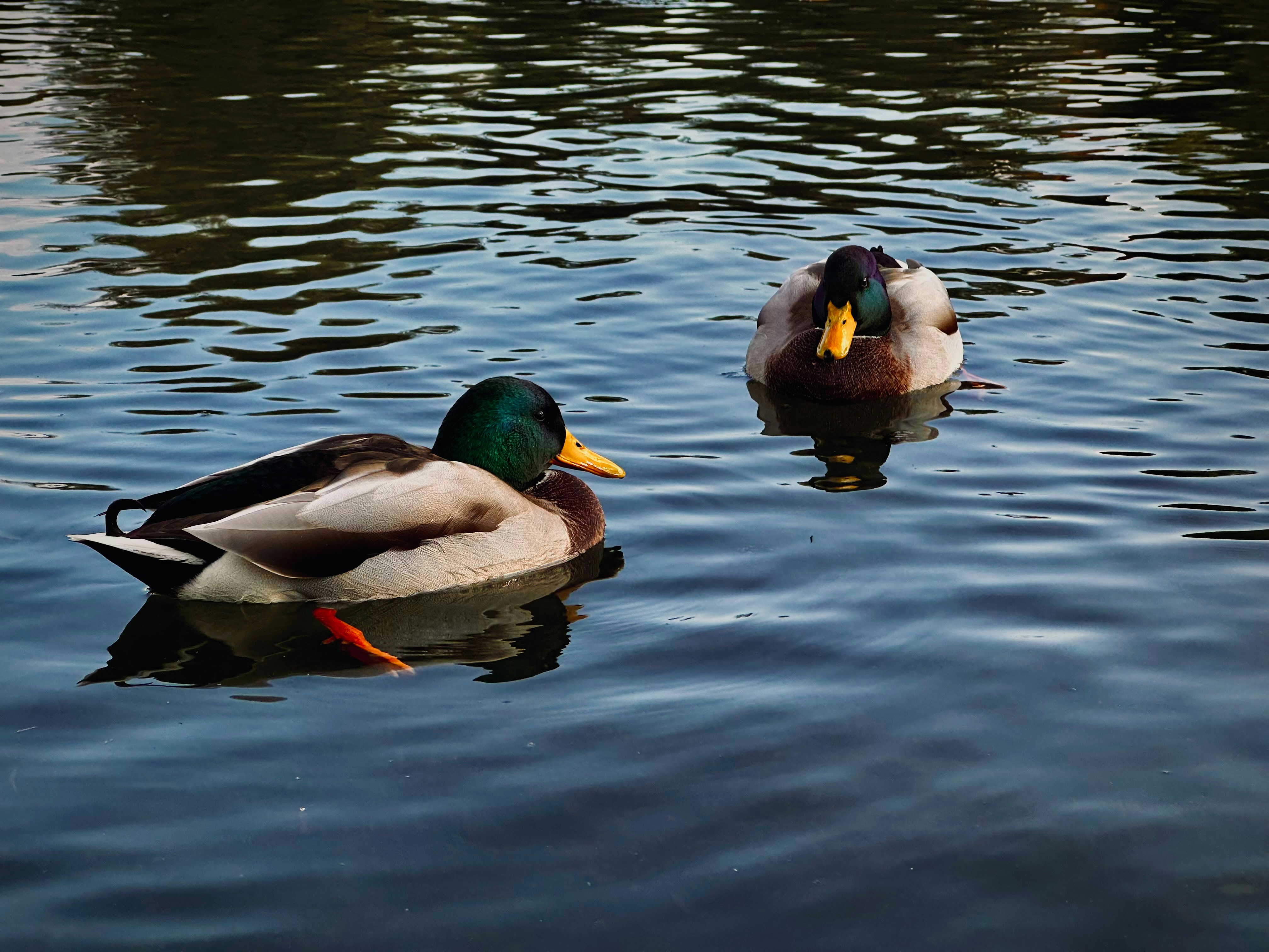 Photo by ralfspannan