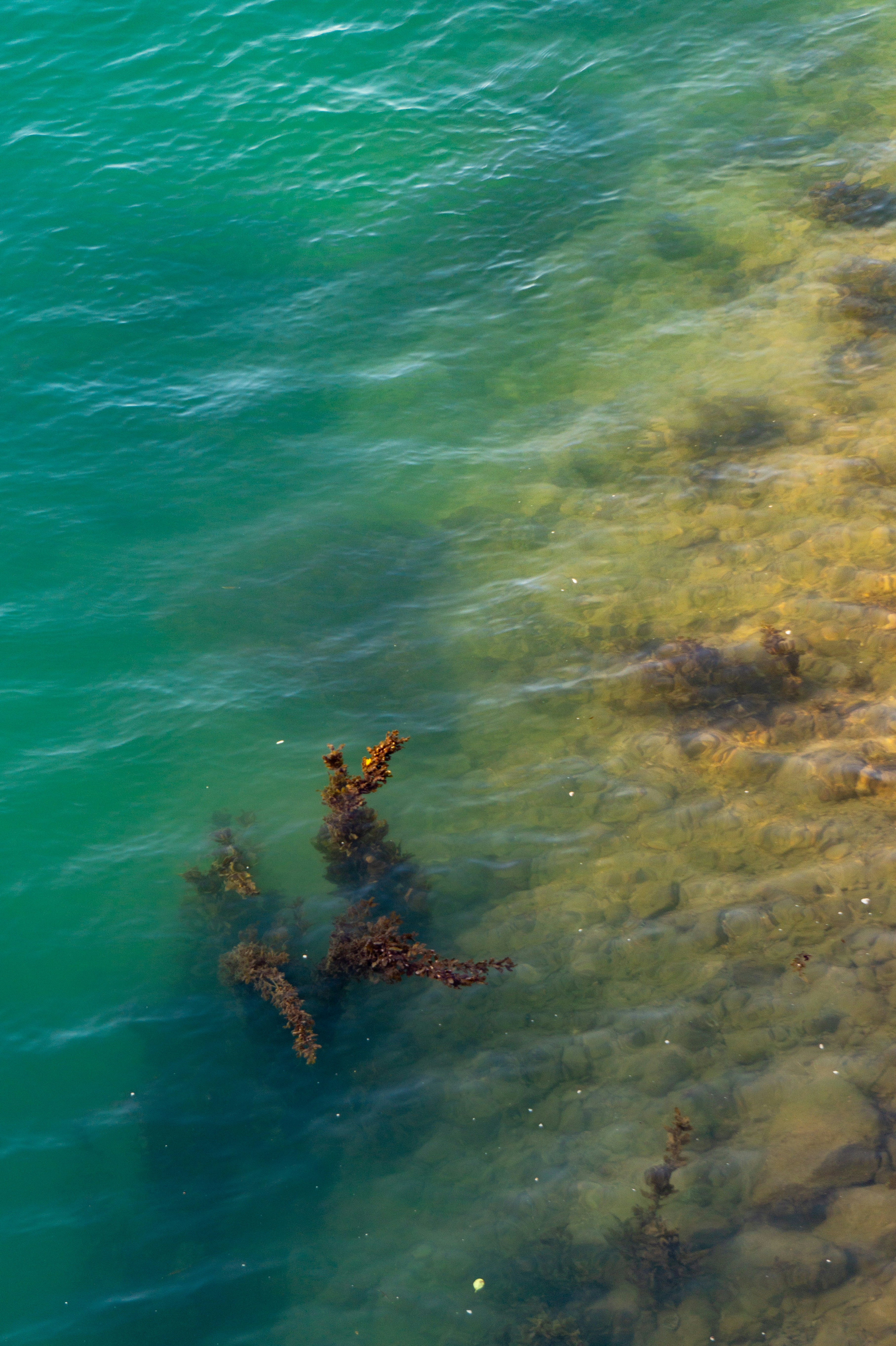 Clear turquoise water over rocky seabed with seaweed.