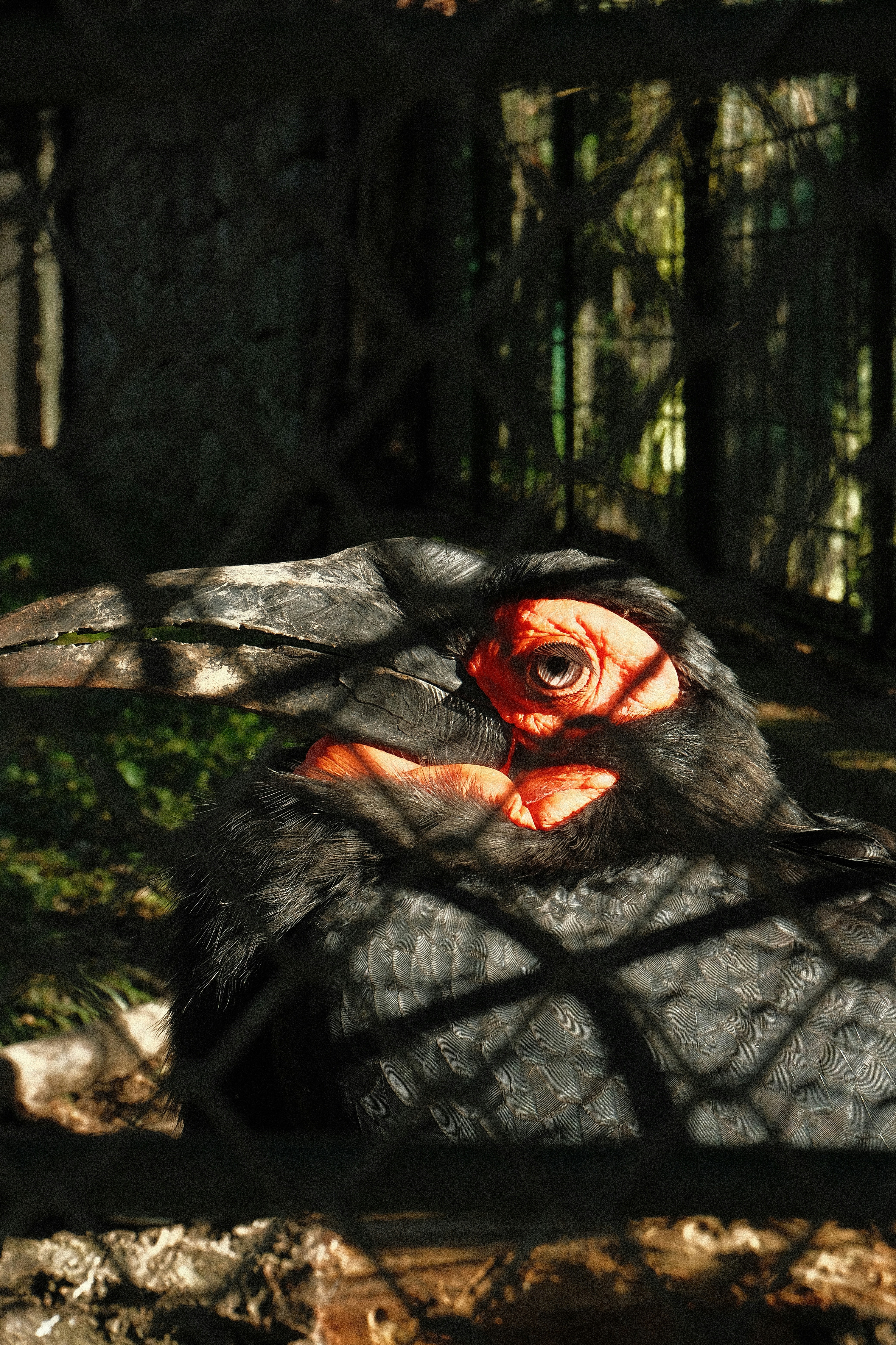 A black bird with a red face behind a fence.