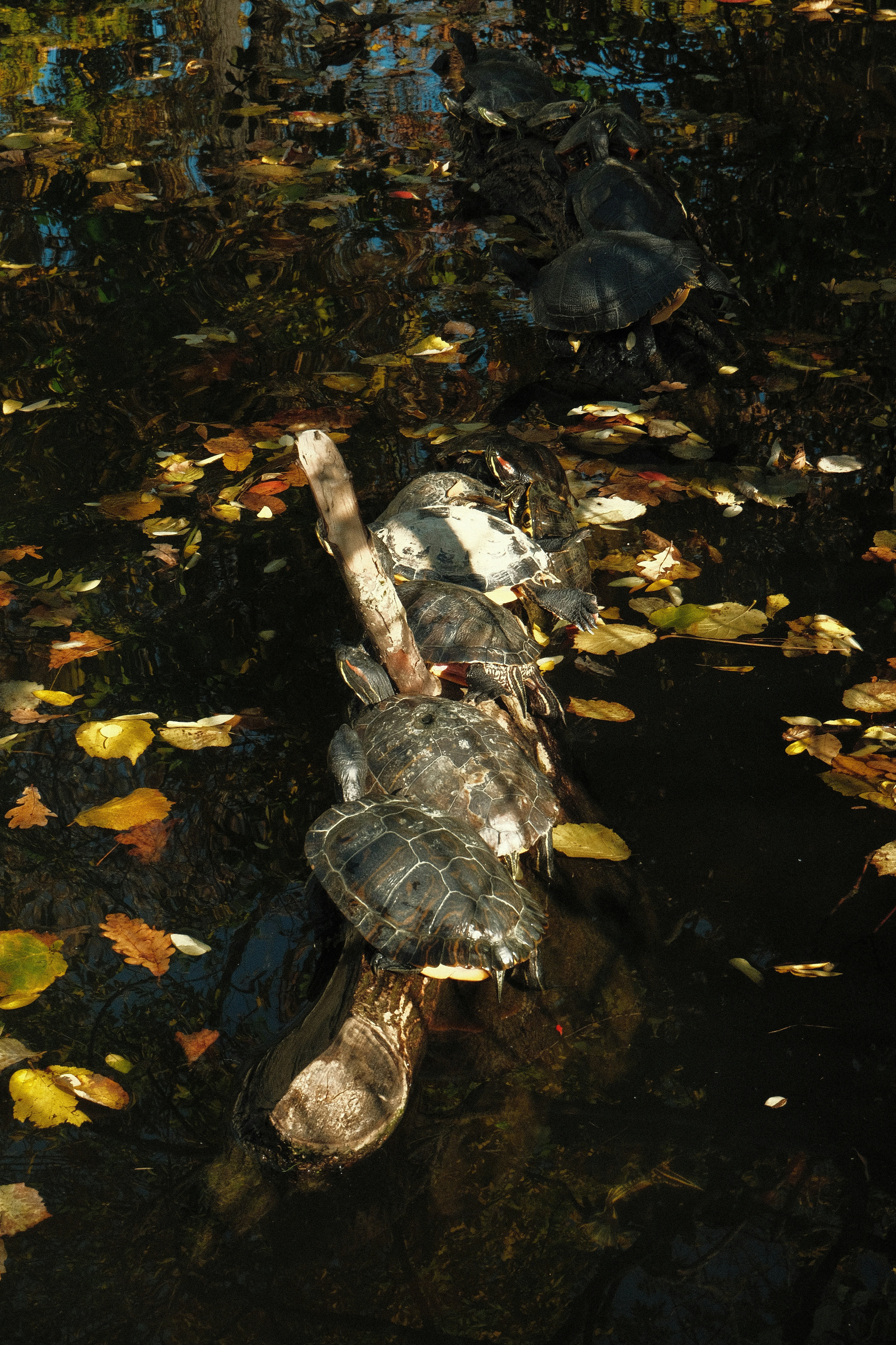 Turtles sunbathing on a fallen log