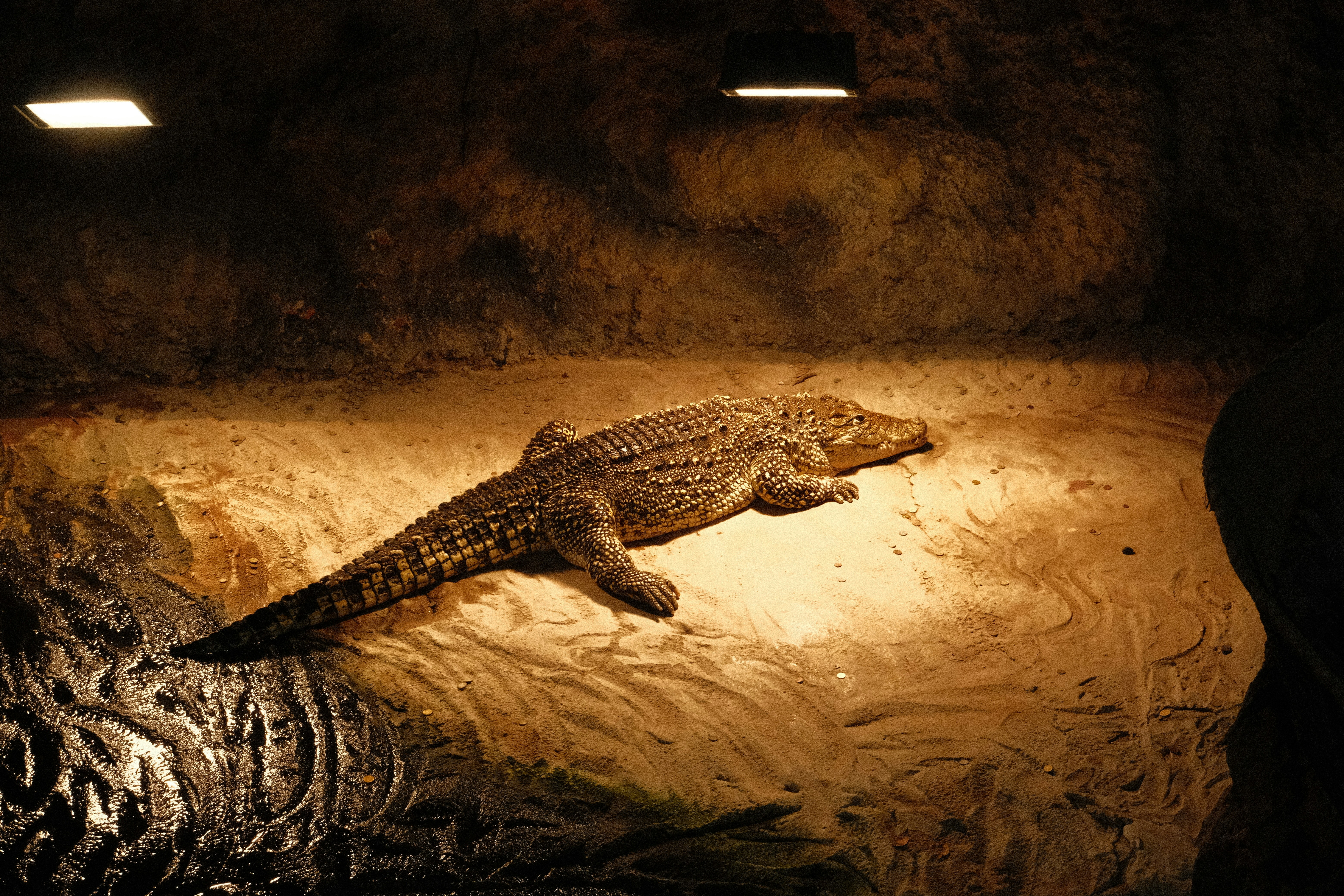A crocodile rests on a sandy ledge in dim light.