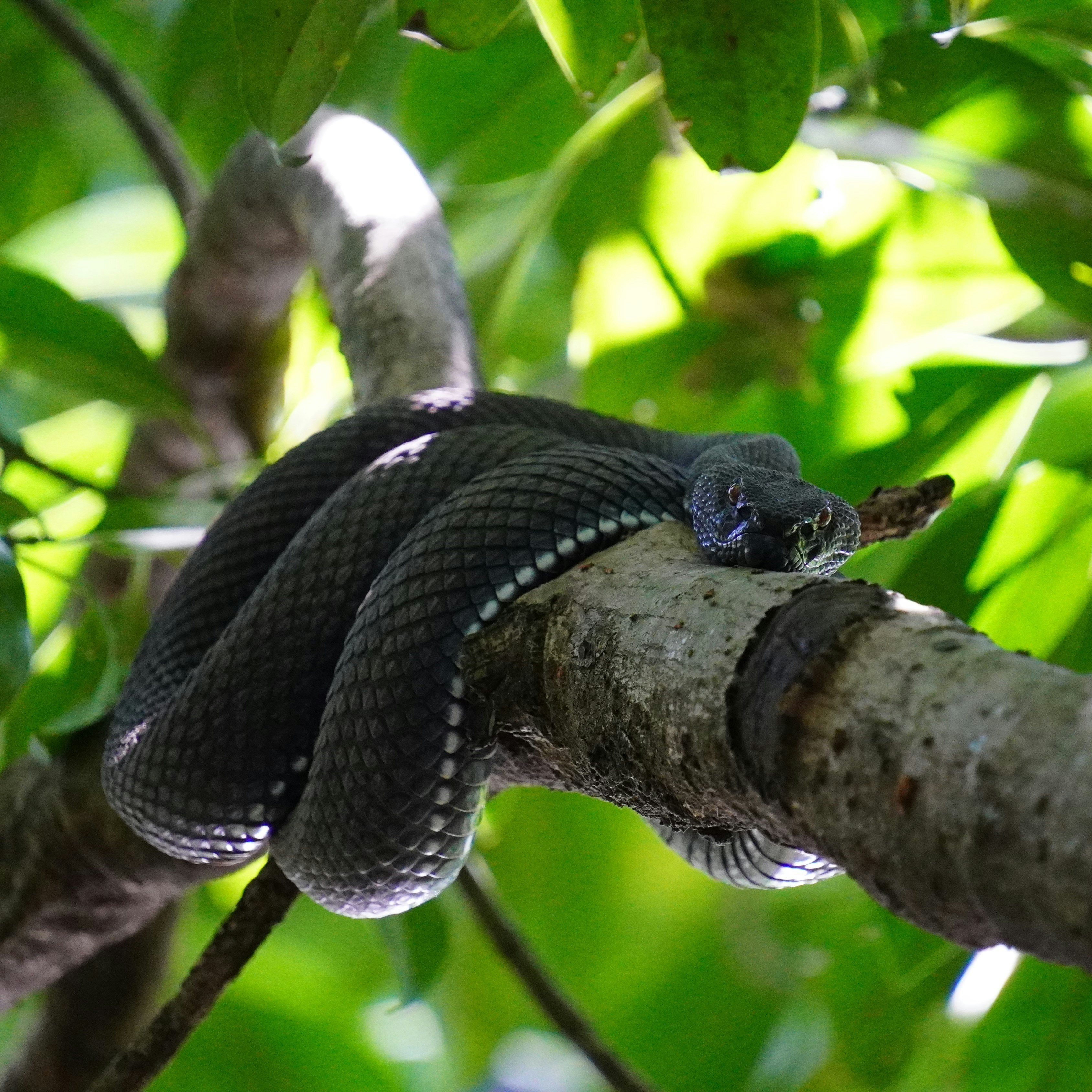A black snake coiled on a tree branch.