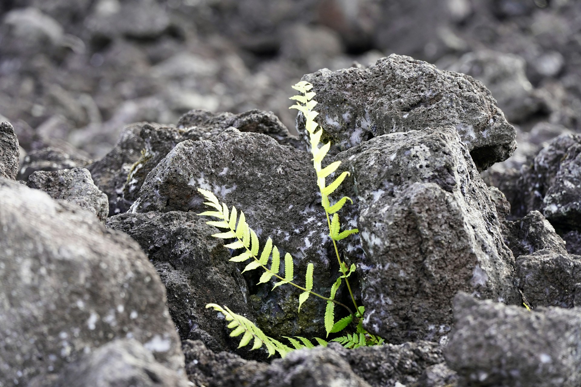 Green fern growing through dark volcanic rocks