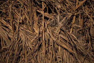 Dry palm leaves forming a textured background