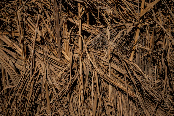 Dry palm leaves forming a textured background