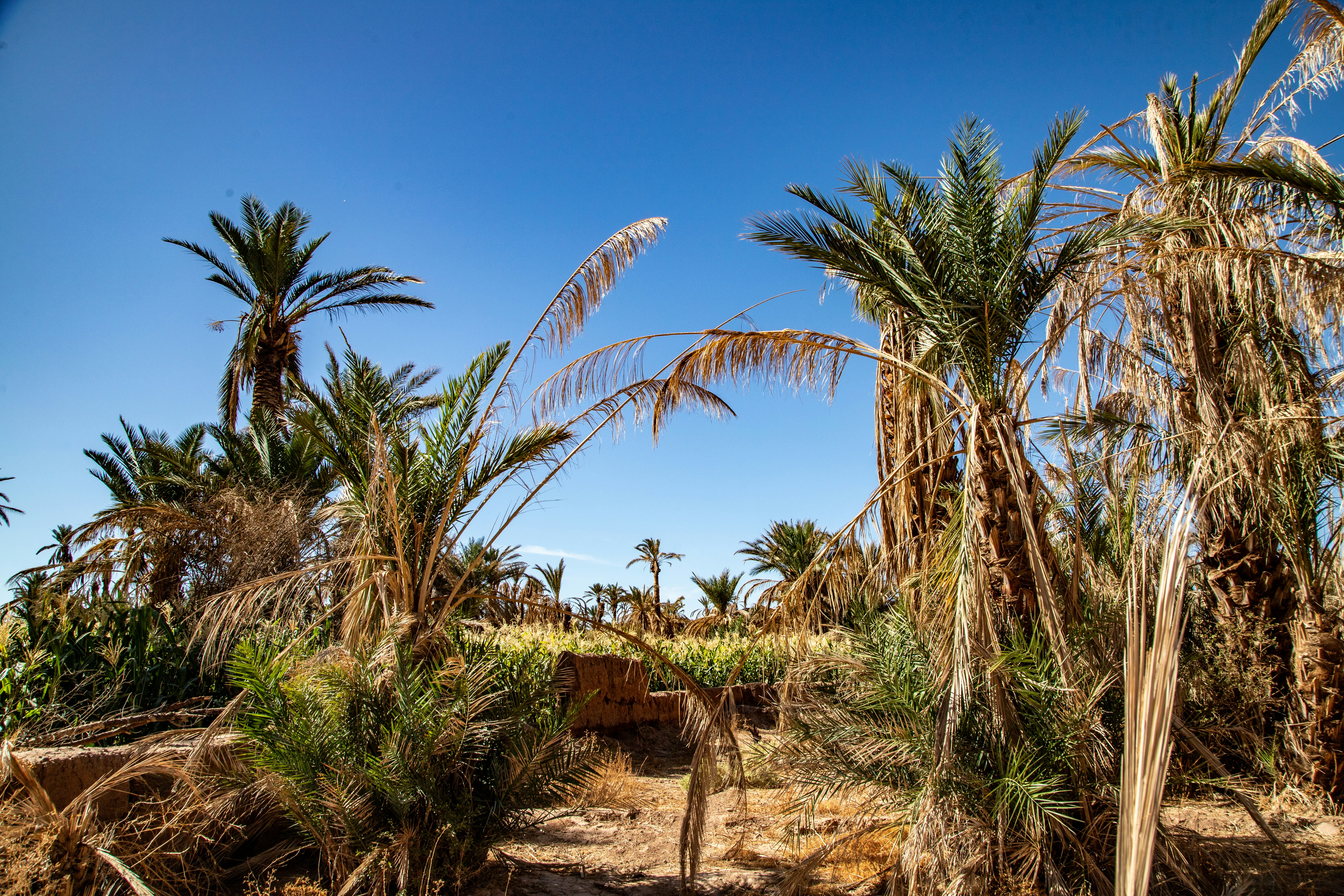 Stay online in the Middle East And North Africa with a prepaid eSIM from eSIMlii. Instant activation, no roaming charges, and reliable coverage.