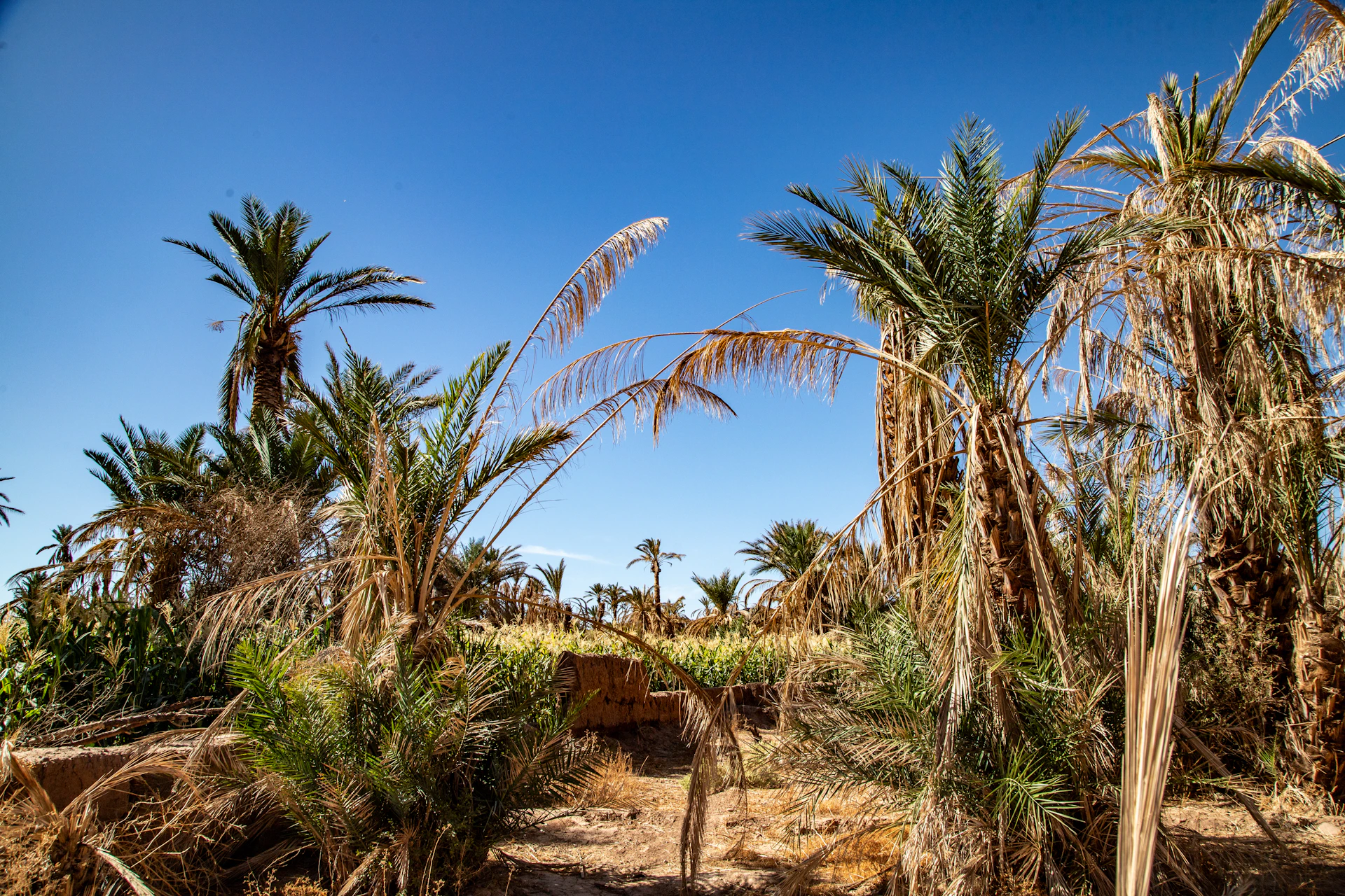 Palm trees under a clear blue desert sky.