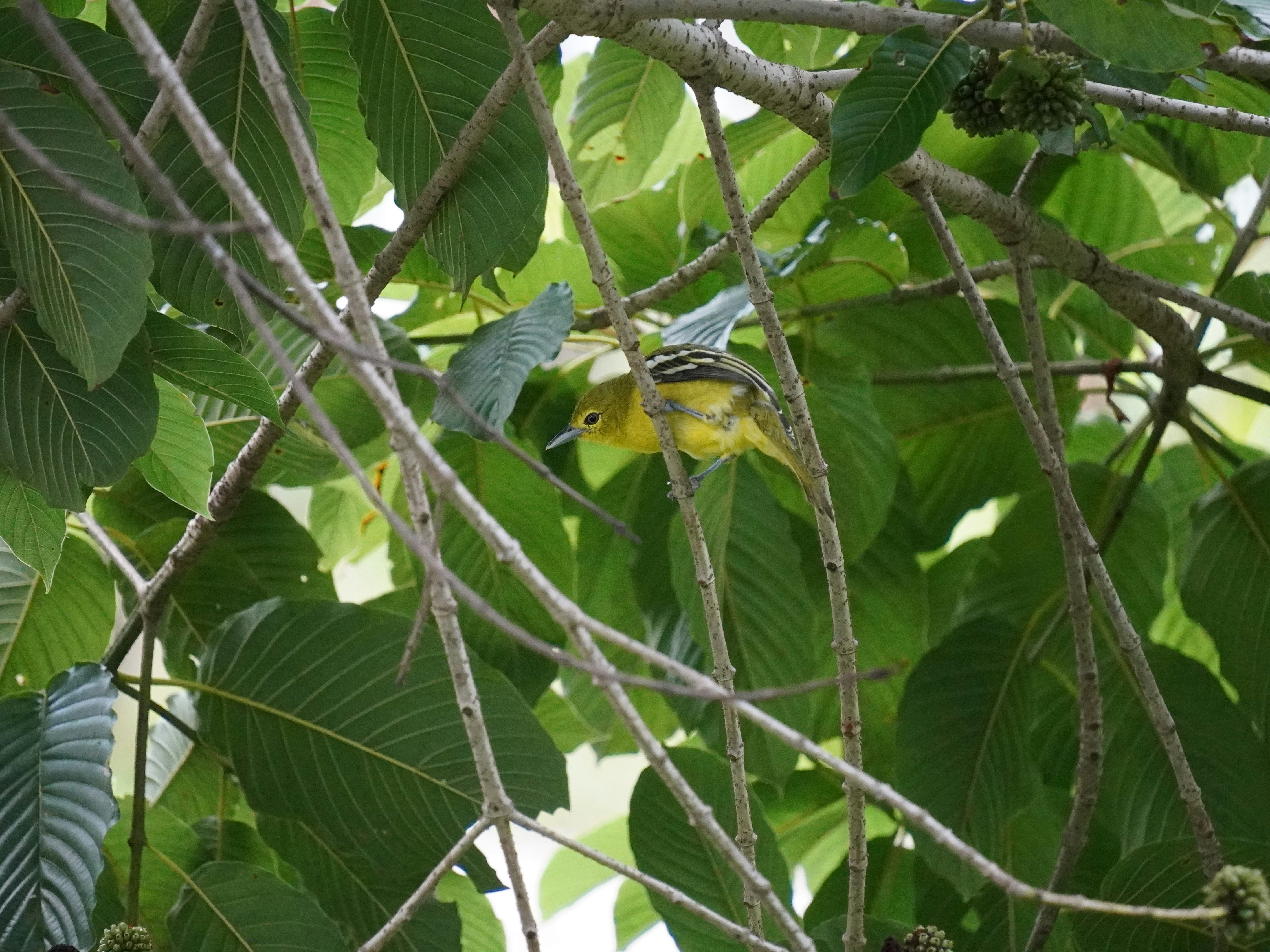 A small yellow bird perched on a tree branch.