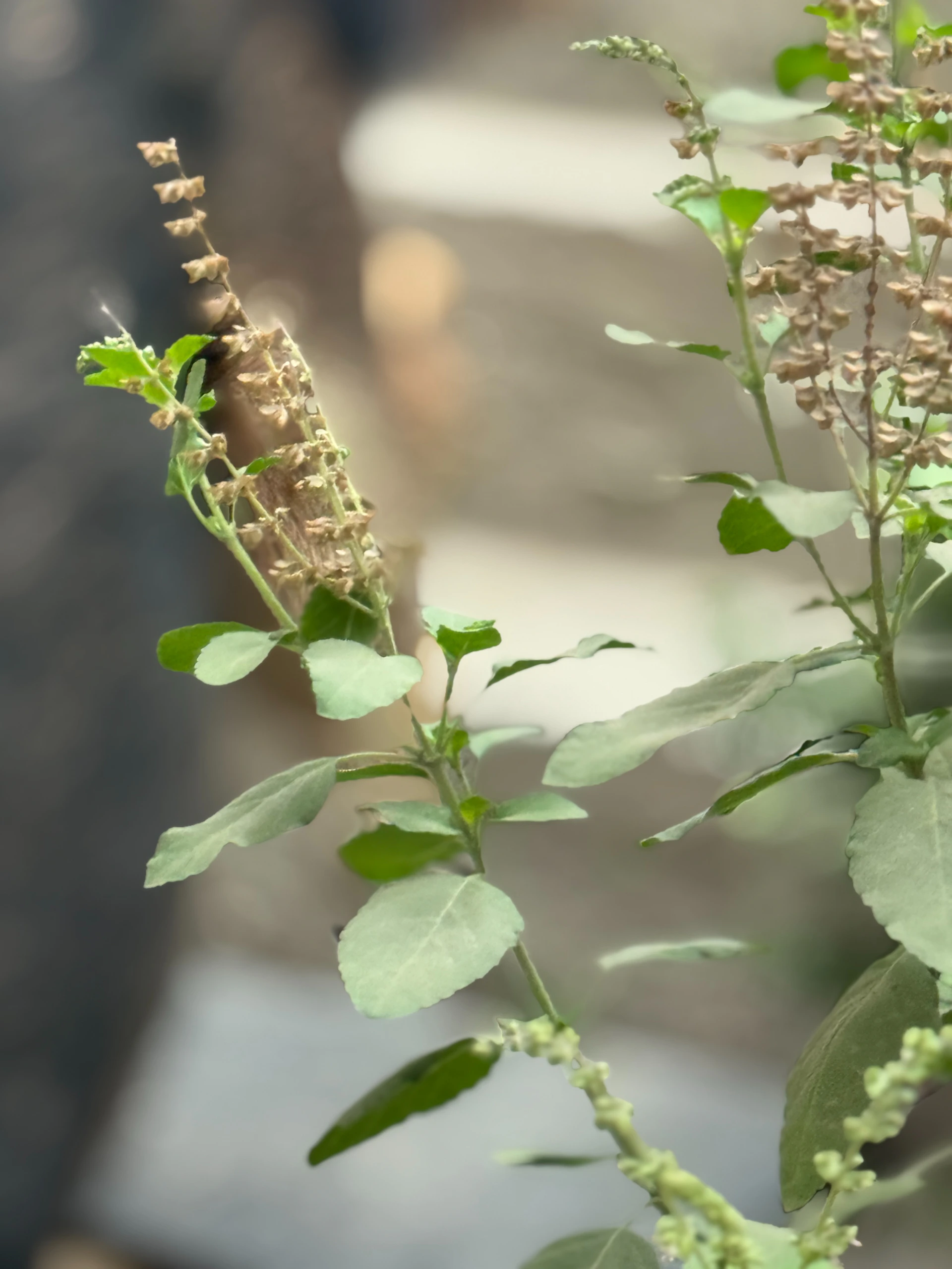 Green plant with small flowers and leaves