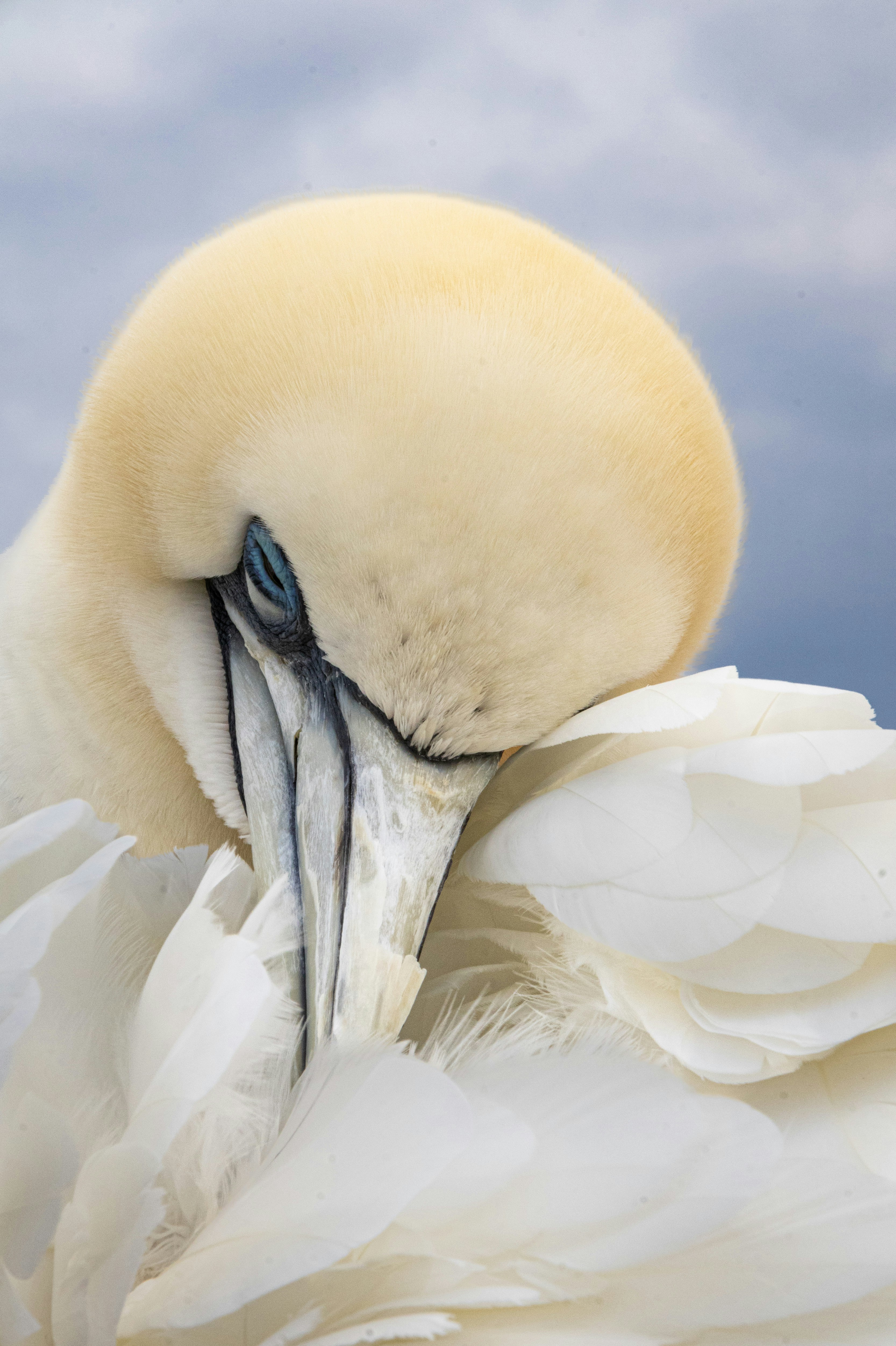 A close-up of a white bird preening its feathers.