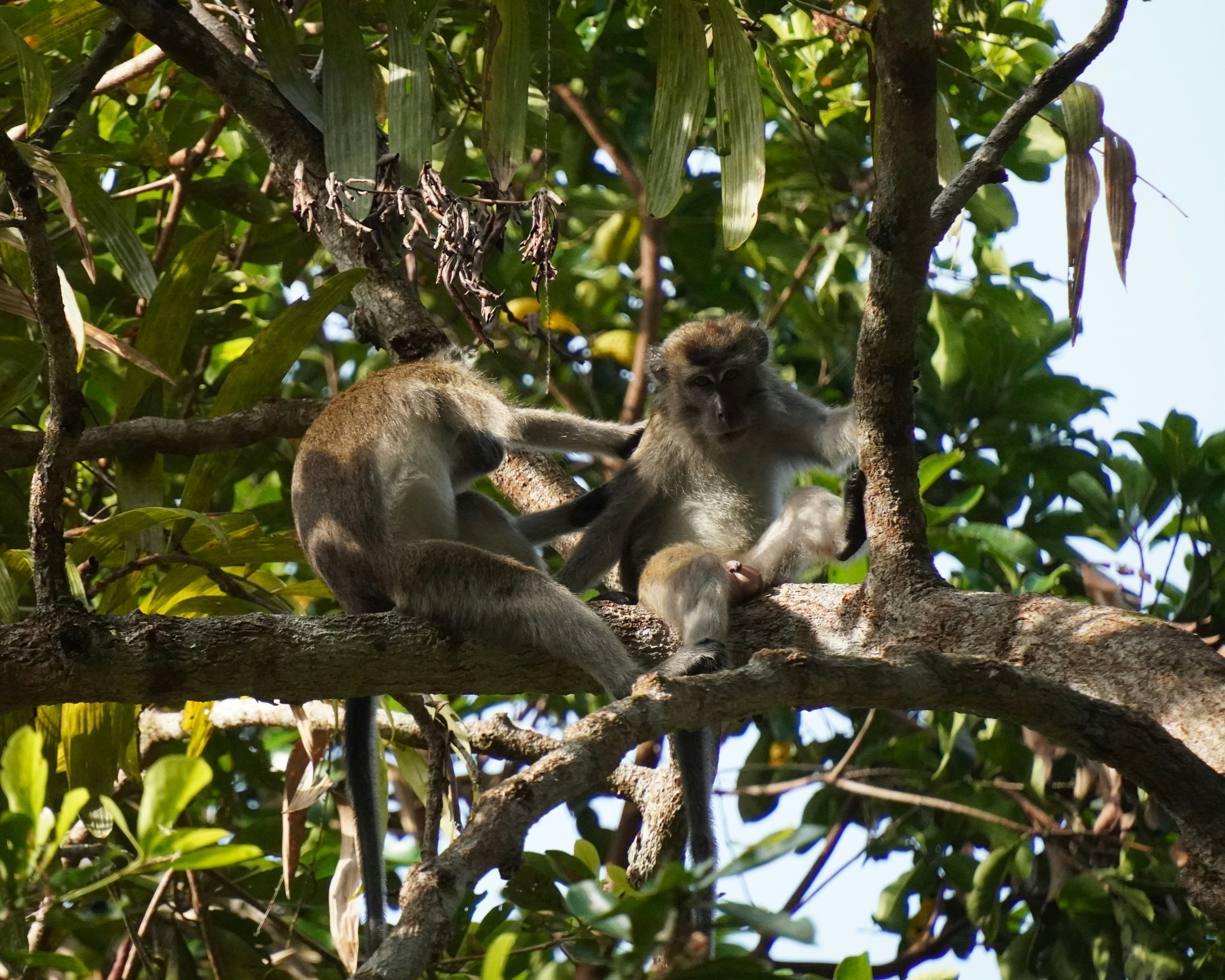 Two monkeys grooming each other on a tree branch