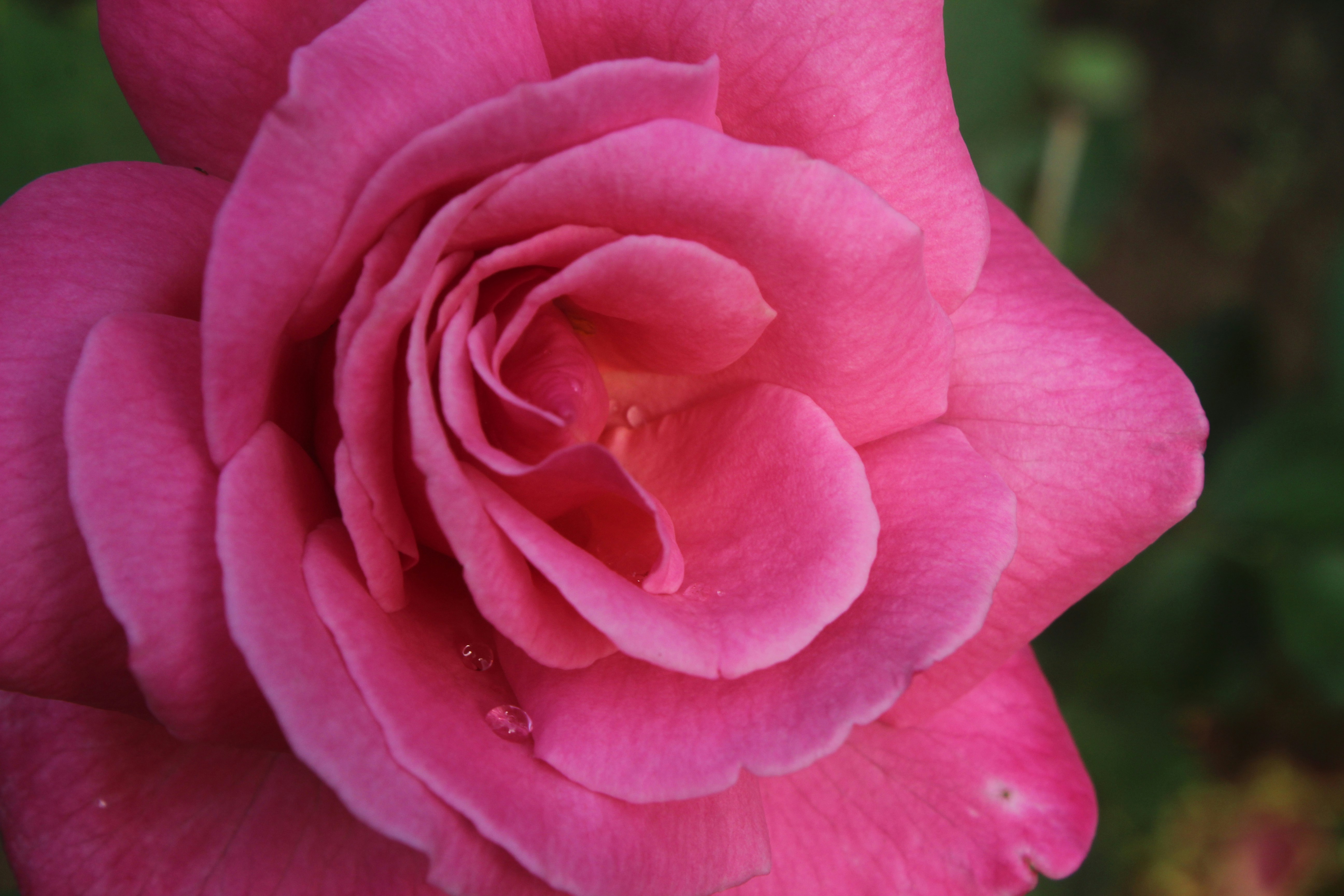 Photo by photogitthi