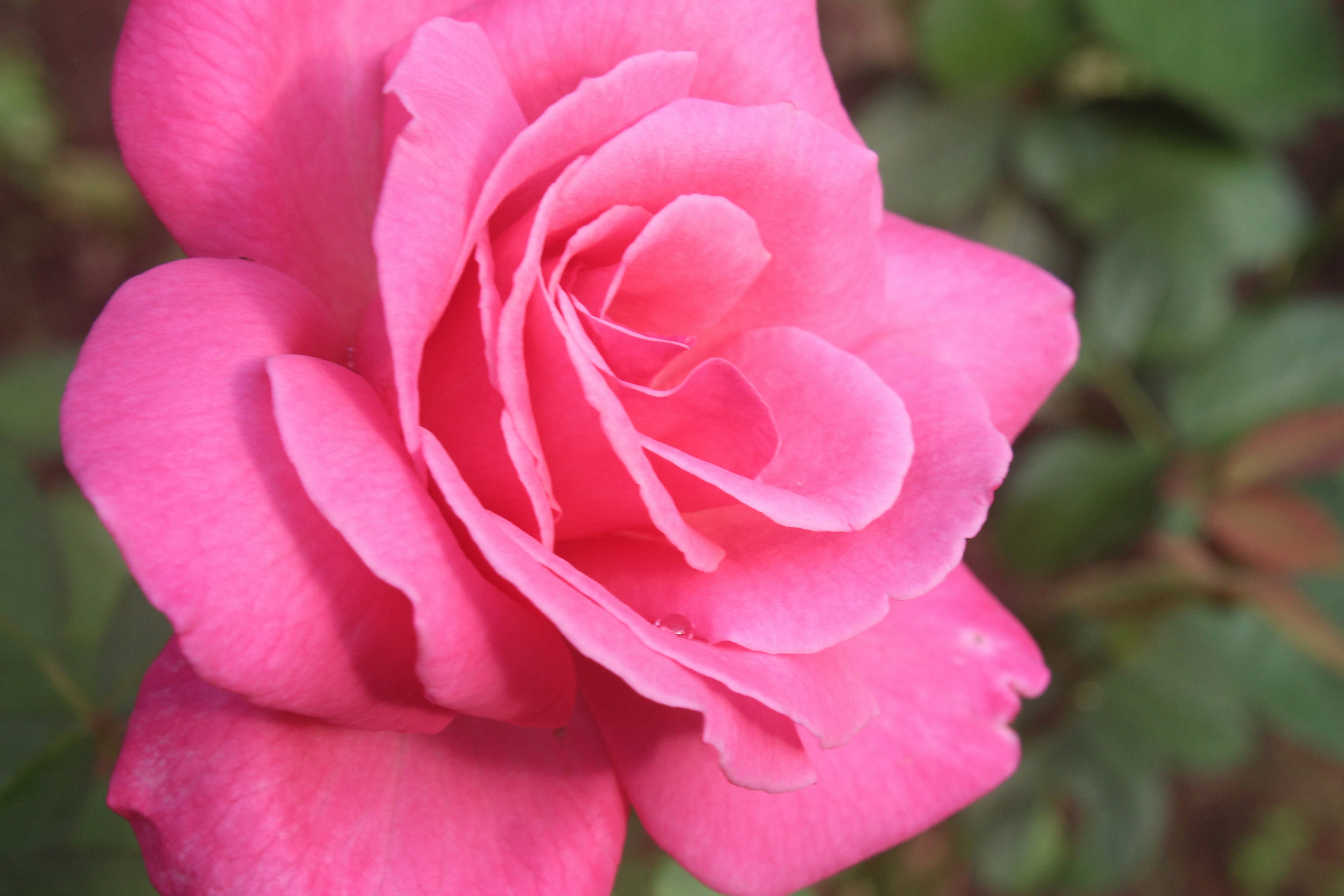 Photo by photogitthi