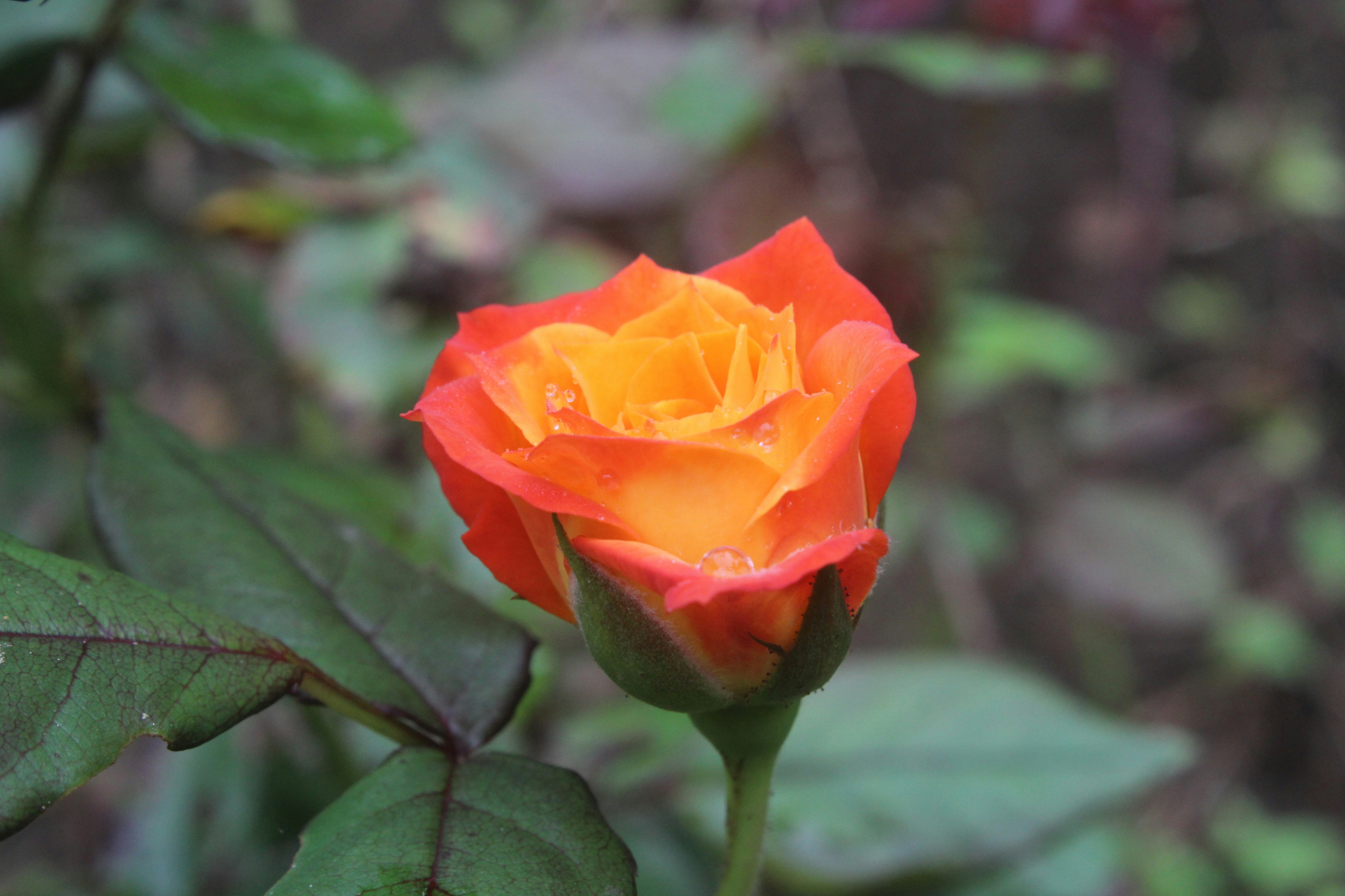 Photo by photogitthi