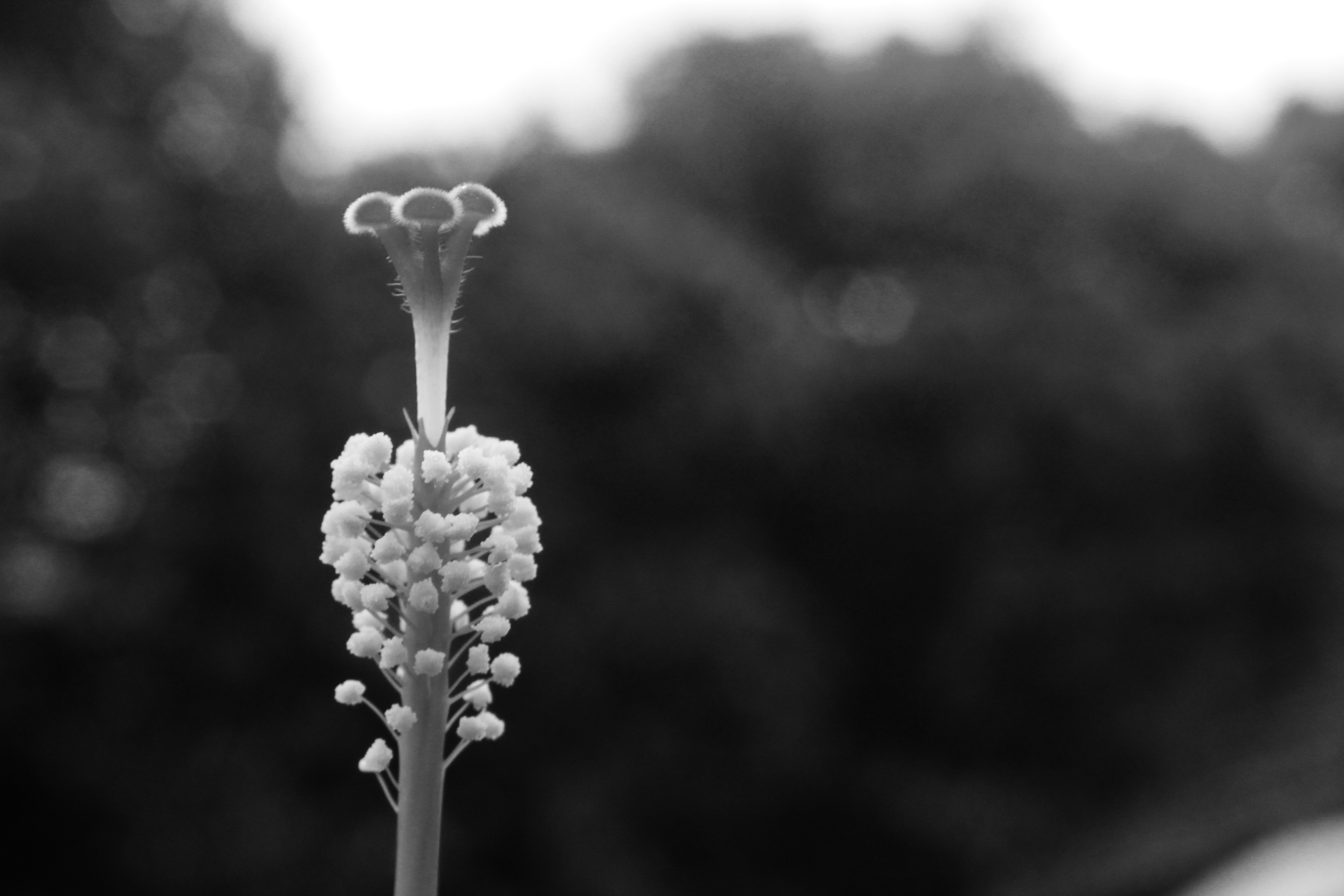 Un primo piano in bianco e nero di un bocciolo di fiore