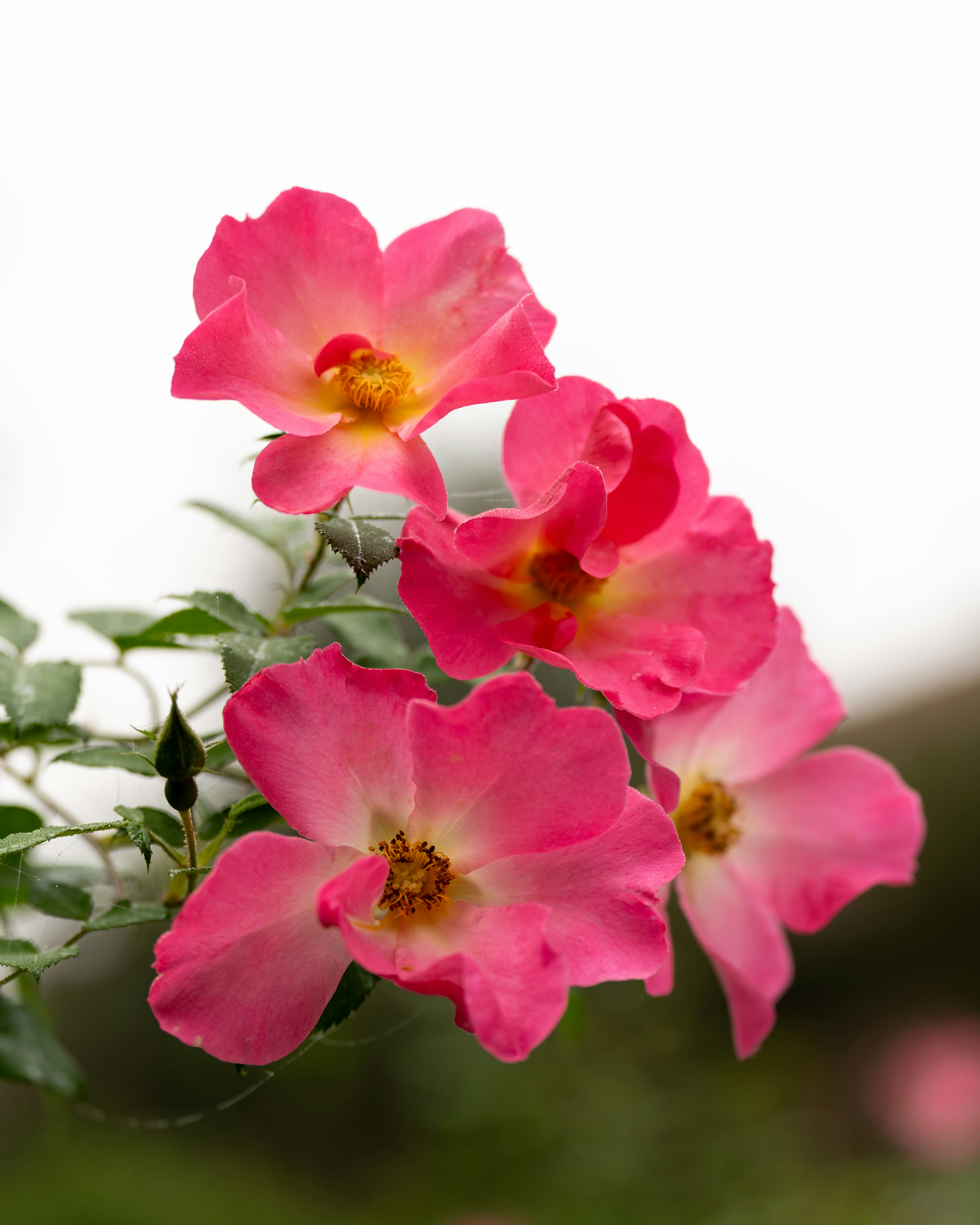 Photo by bangscreative