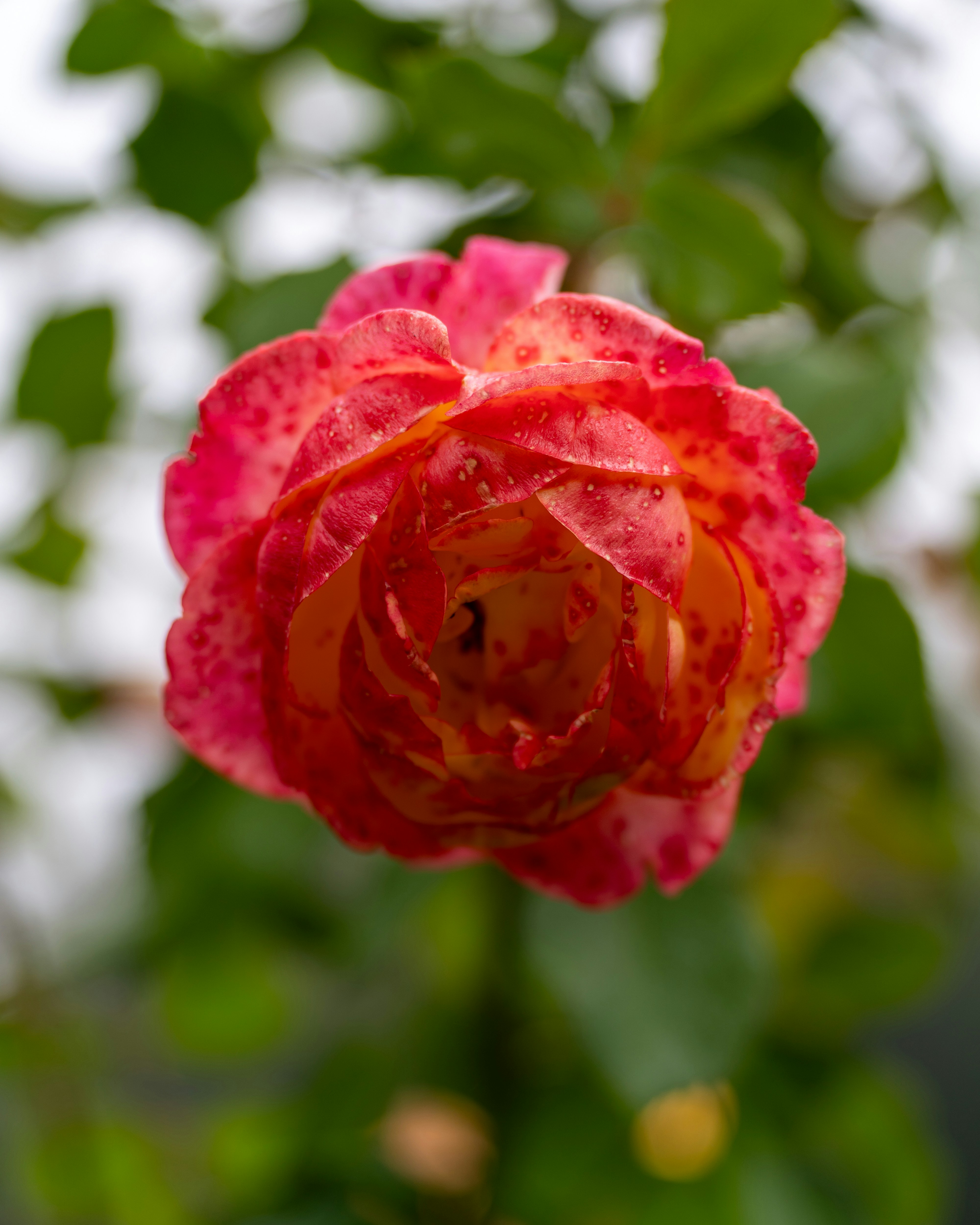 Photo by bangscreative