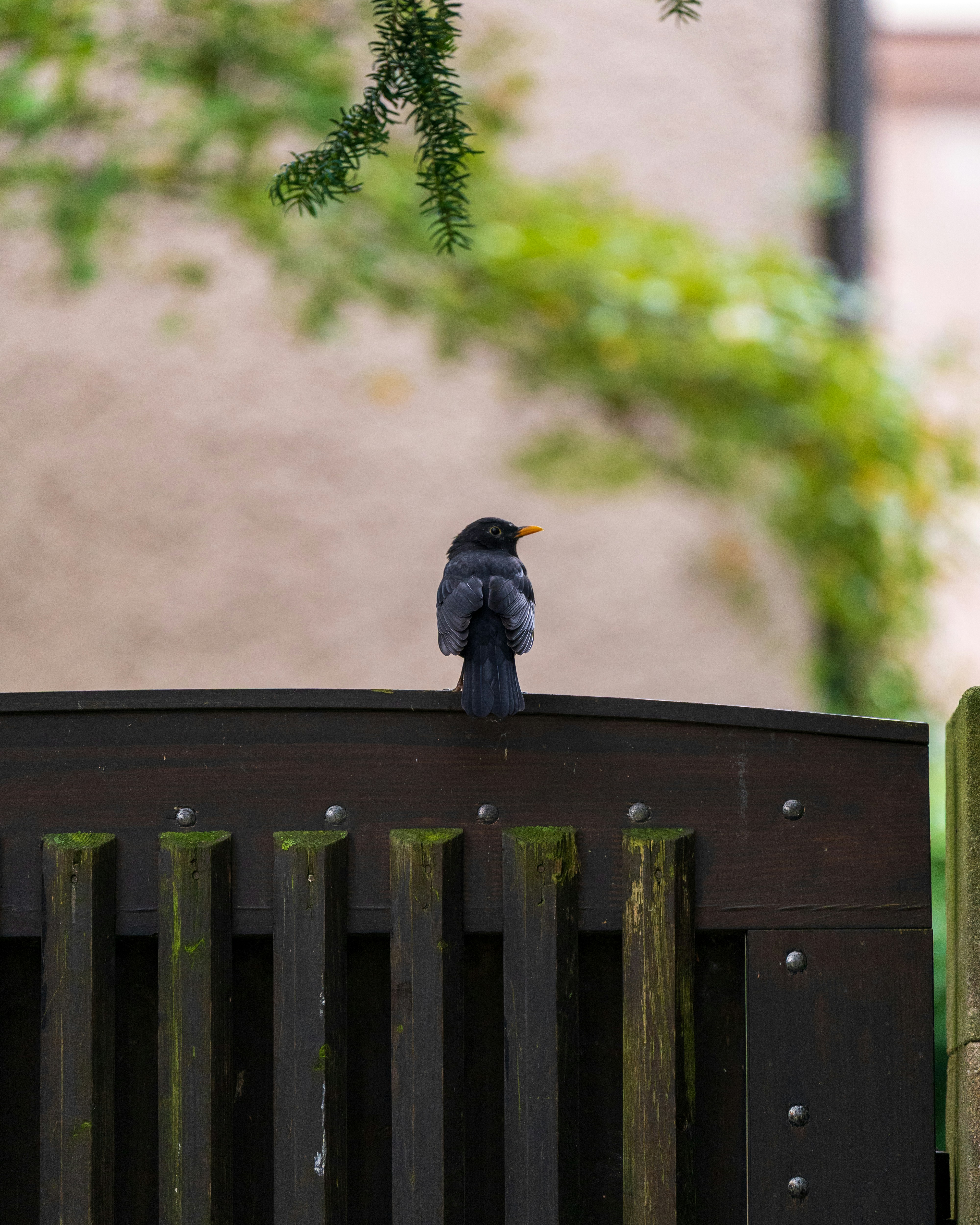 10 Backyard Bird Watching Tips for Choosing Rain-Friendly Birding Gear