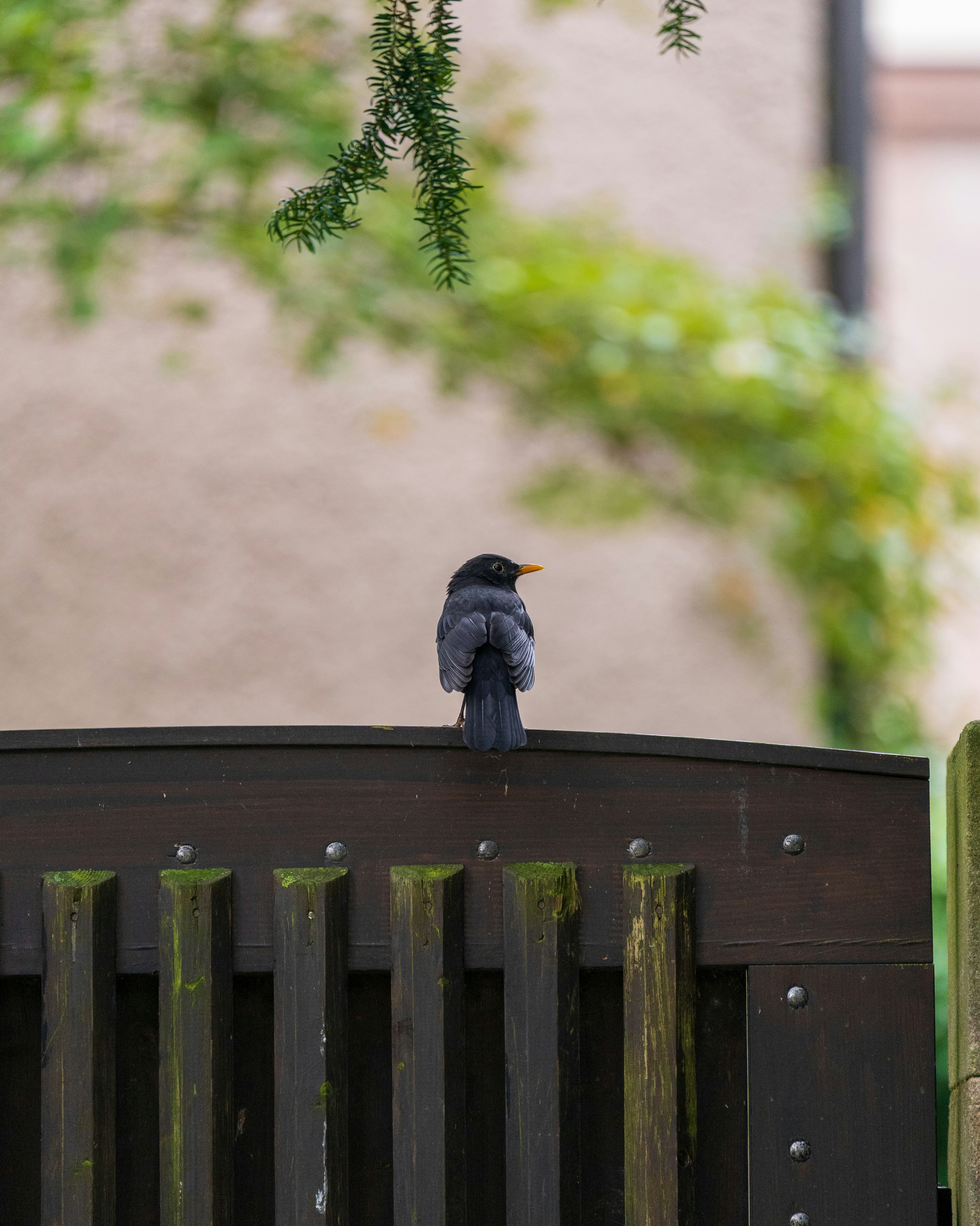 7 Backyard Bird Watching Tips for Protecting Binoculars in Rain