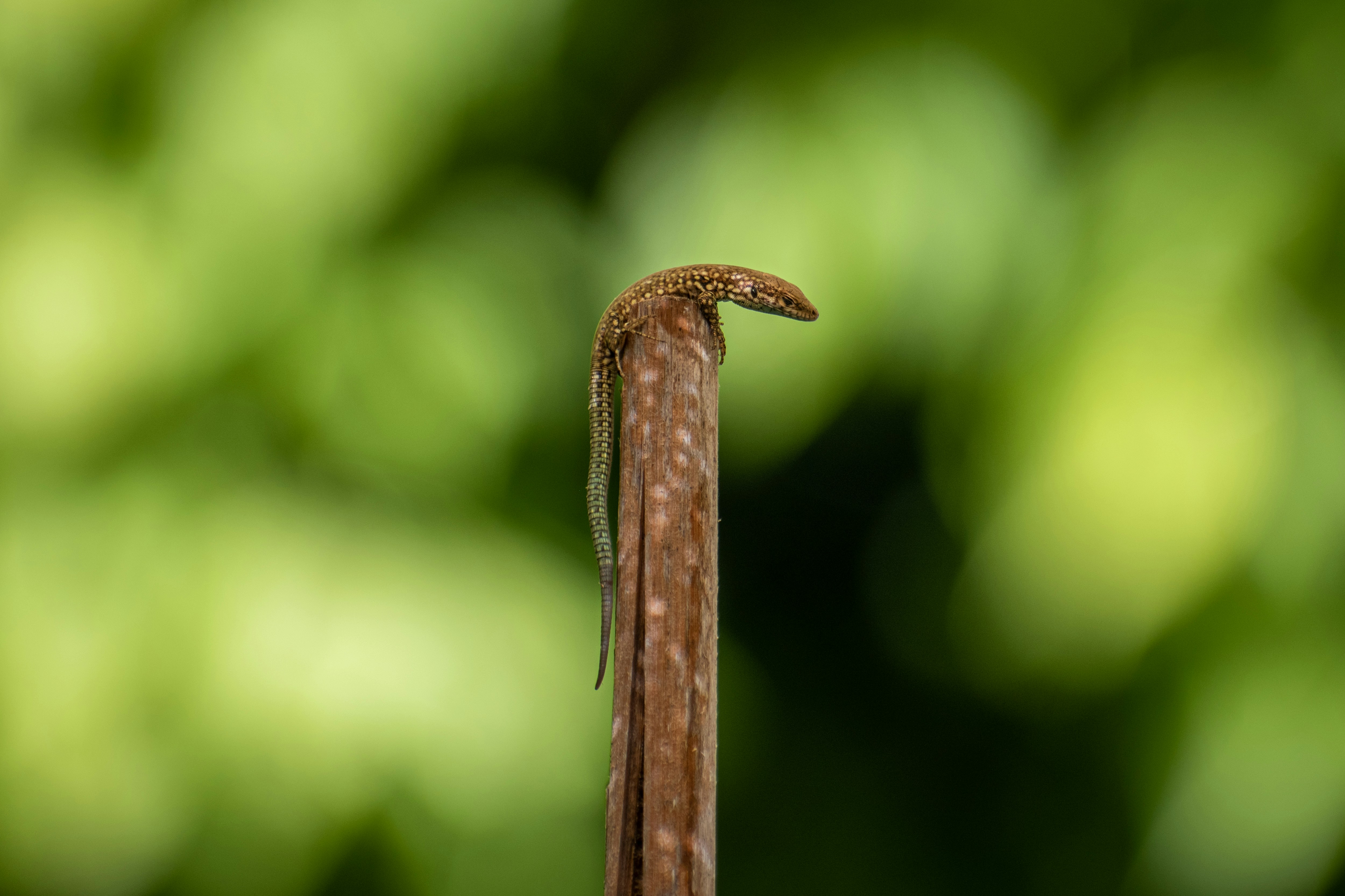 Palombaro Lungo photo 3