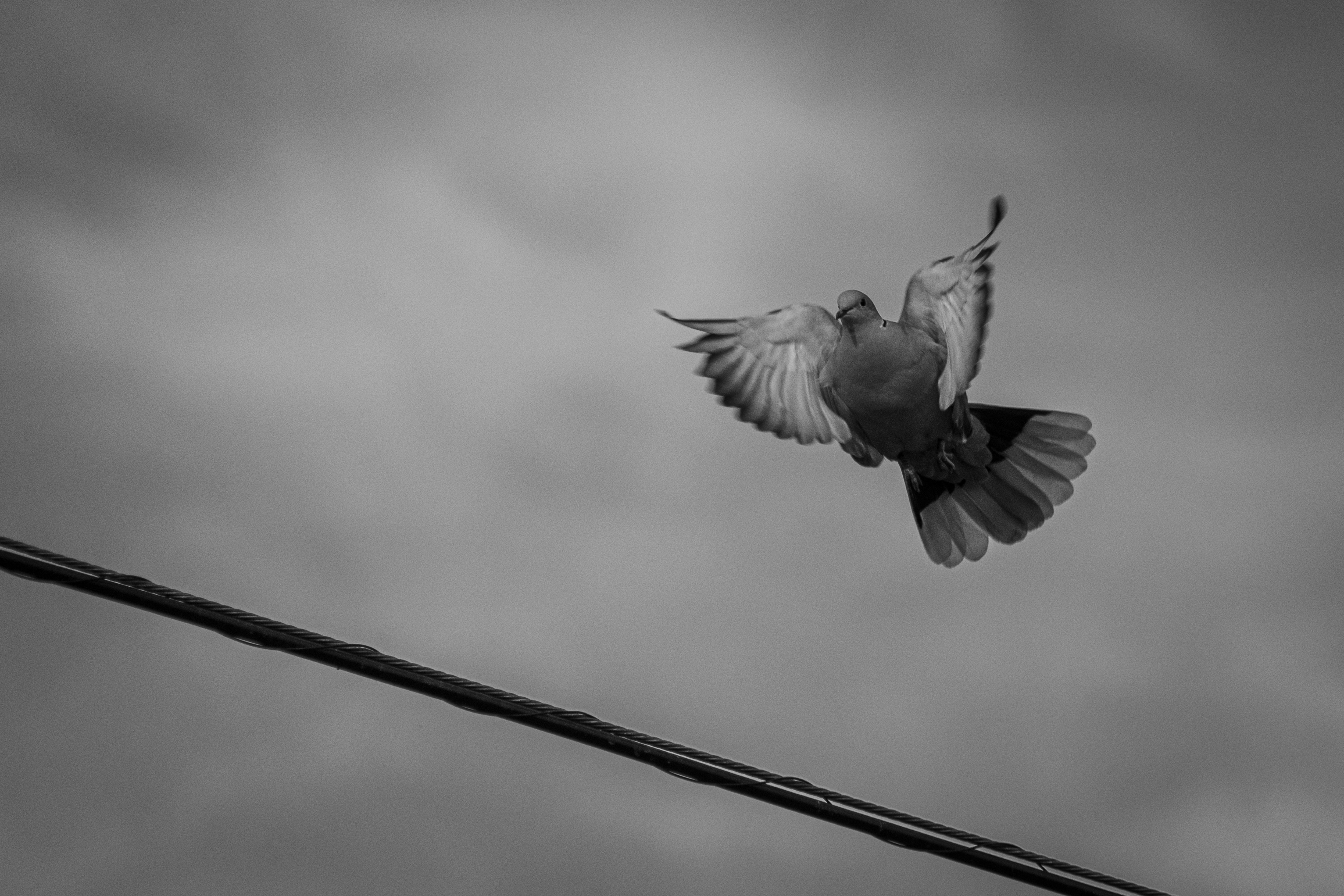 曇り空の前を飛ぶ鳩。