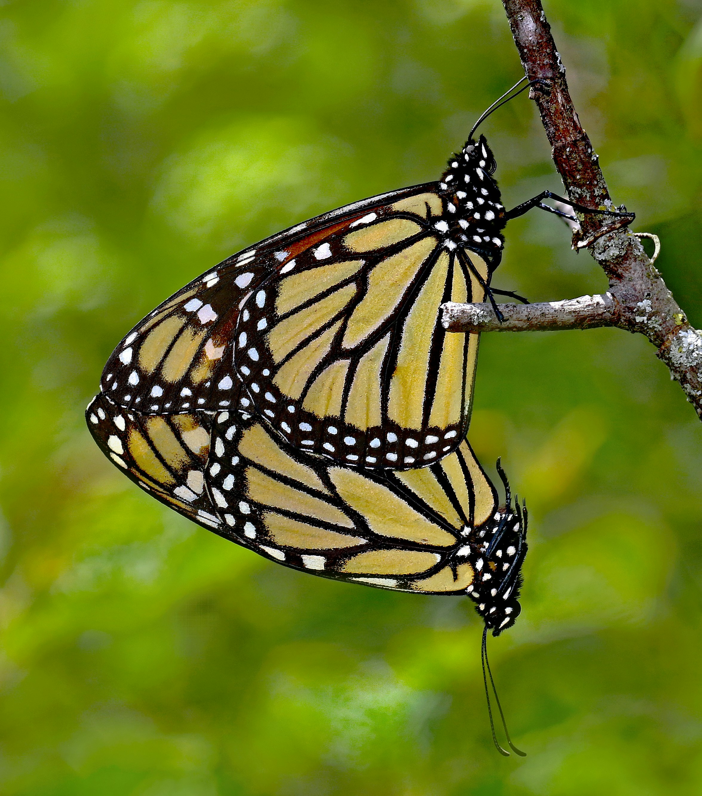 木の枝からぶら下がっているオオカバマダラの蝶の写真 – Unsplashの蝶の無料画像, image size:3000x3401