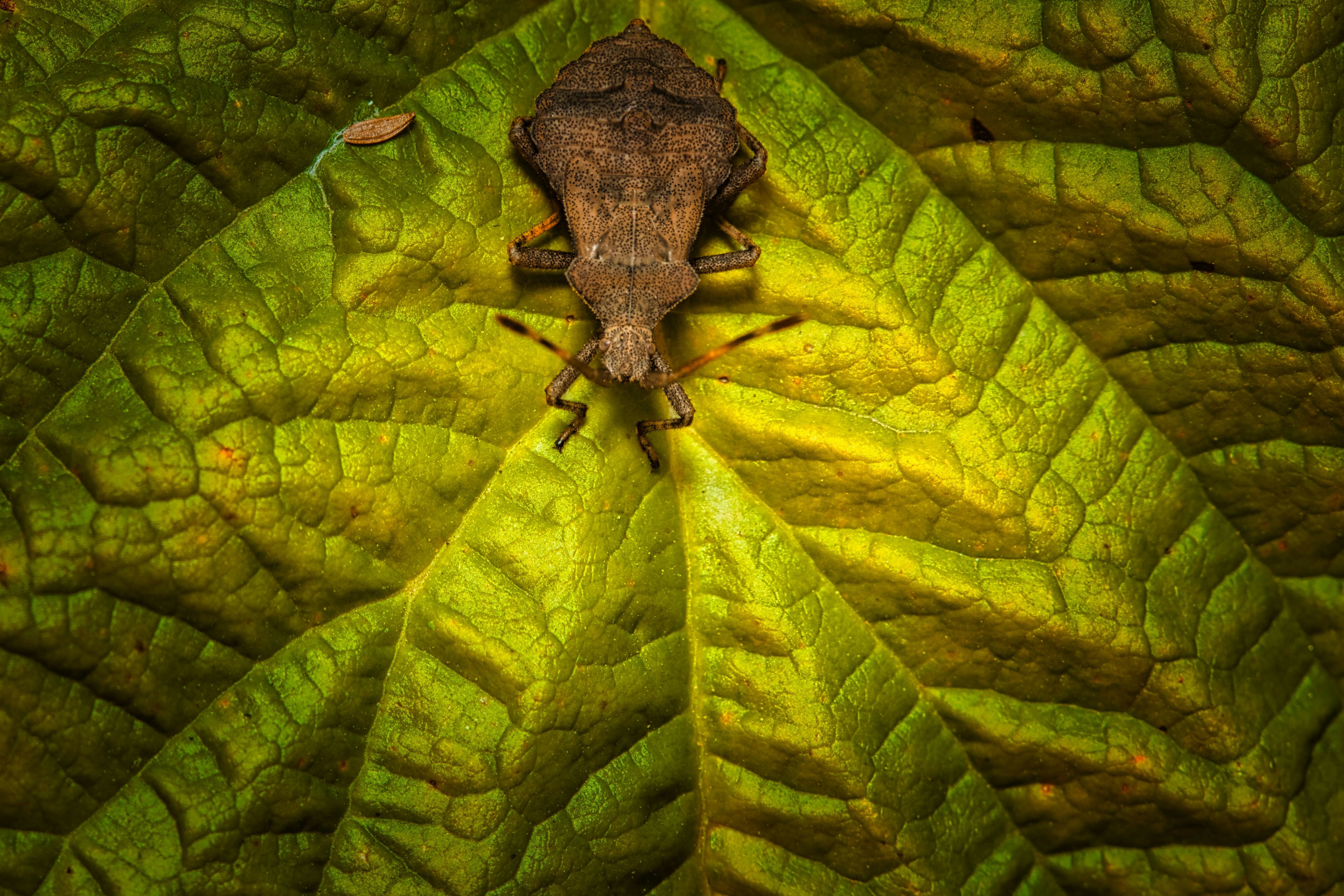Insecte brun reposant sur une feuille verte texturée