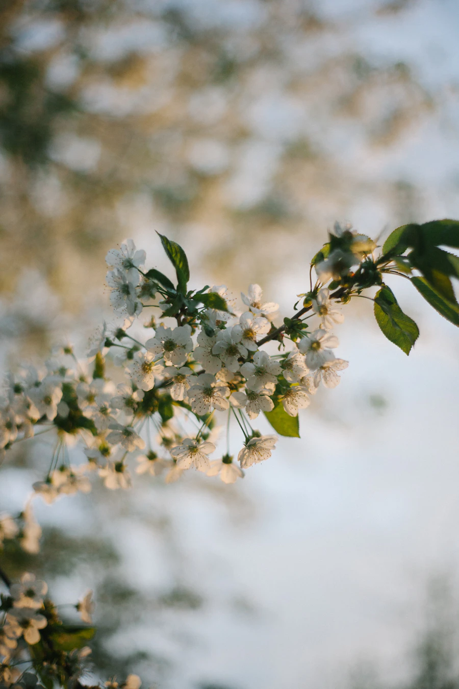 Close-up of white blossoms on a branch