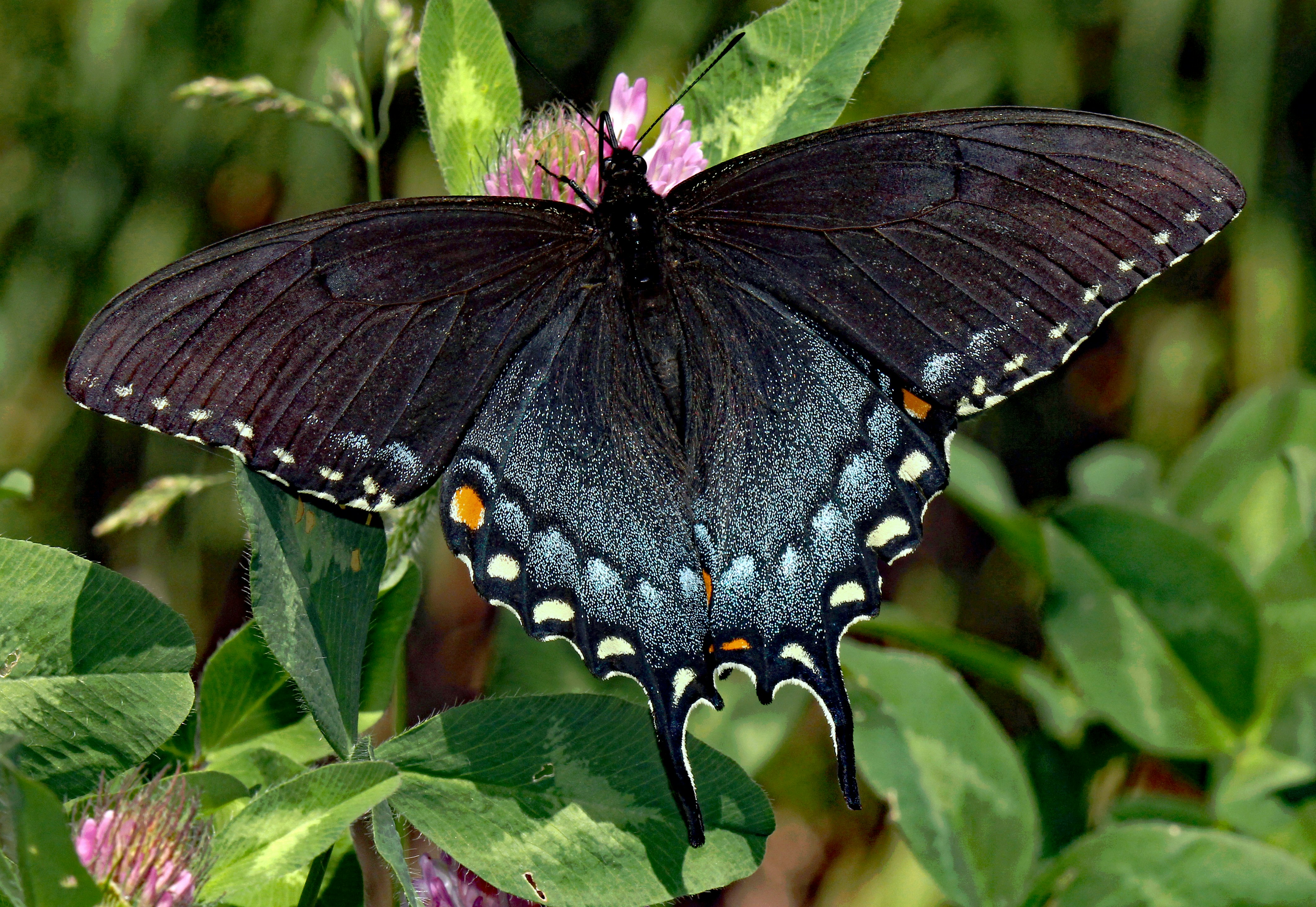 Photo by telliottmbamsc