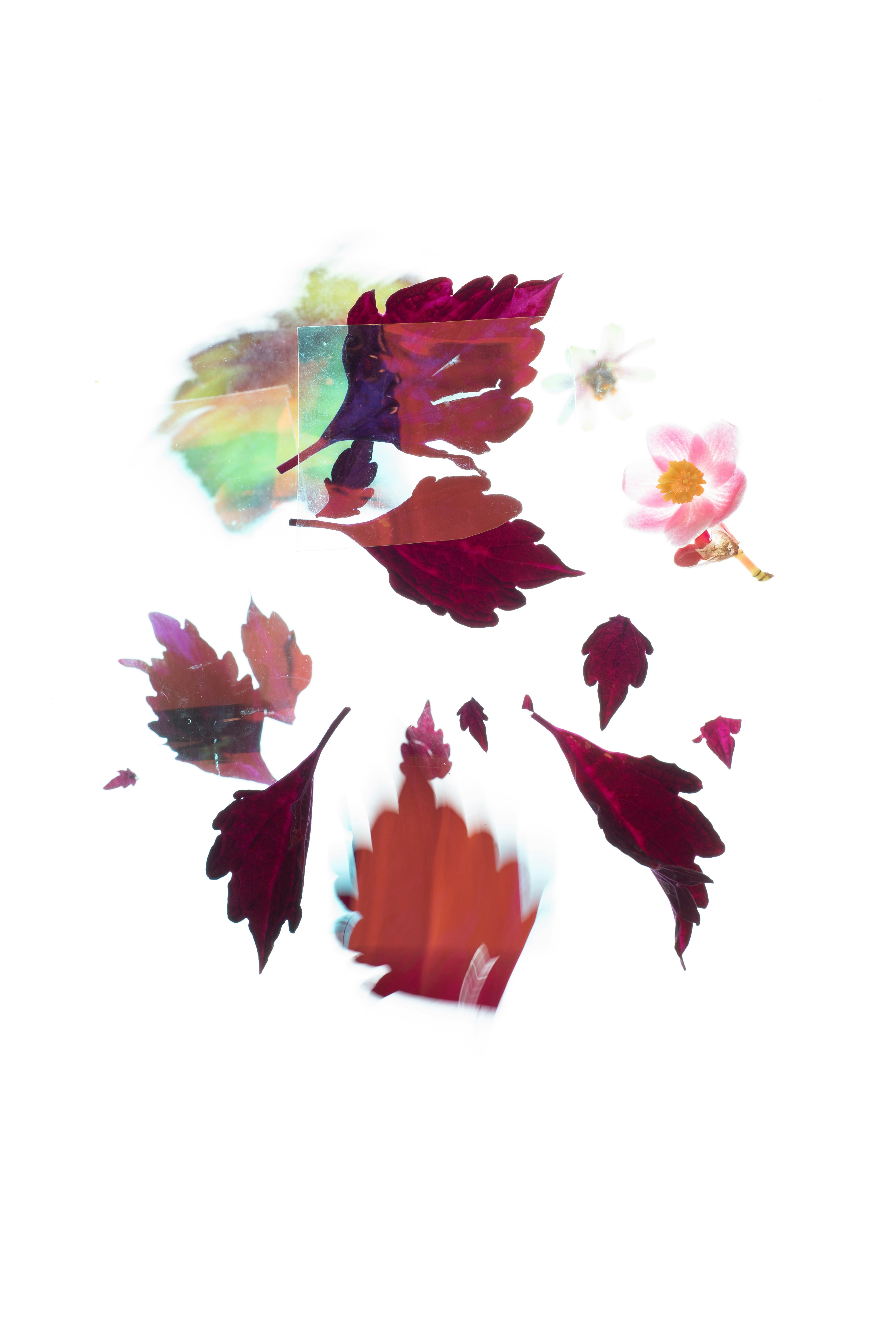 Dark red leaves and pink flower on white.