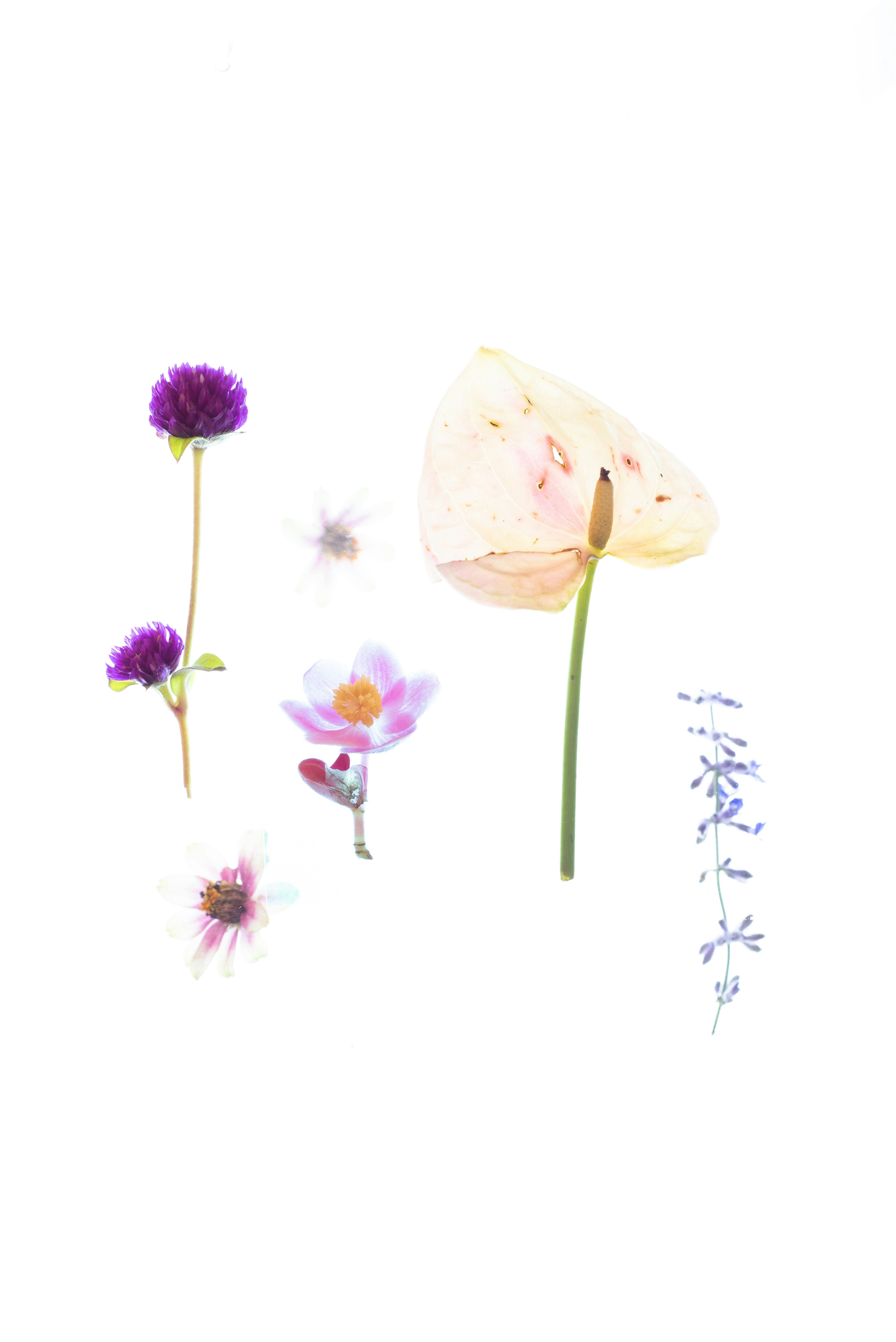 Assortment of delicate flowers on a white background.
