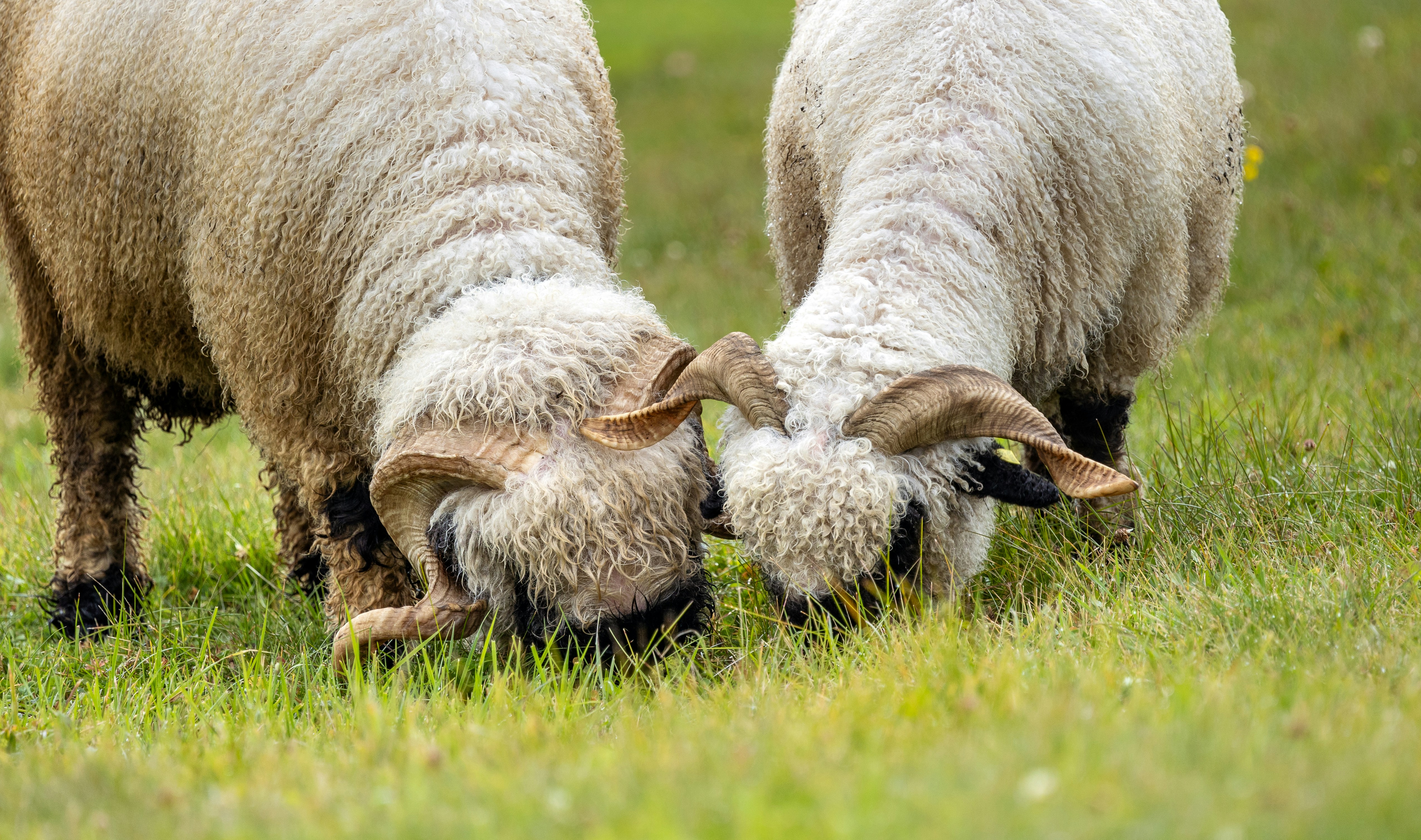 Two sheep grazing in a grassy field.
