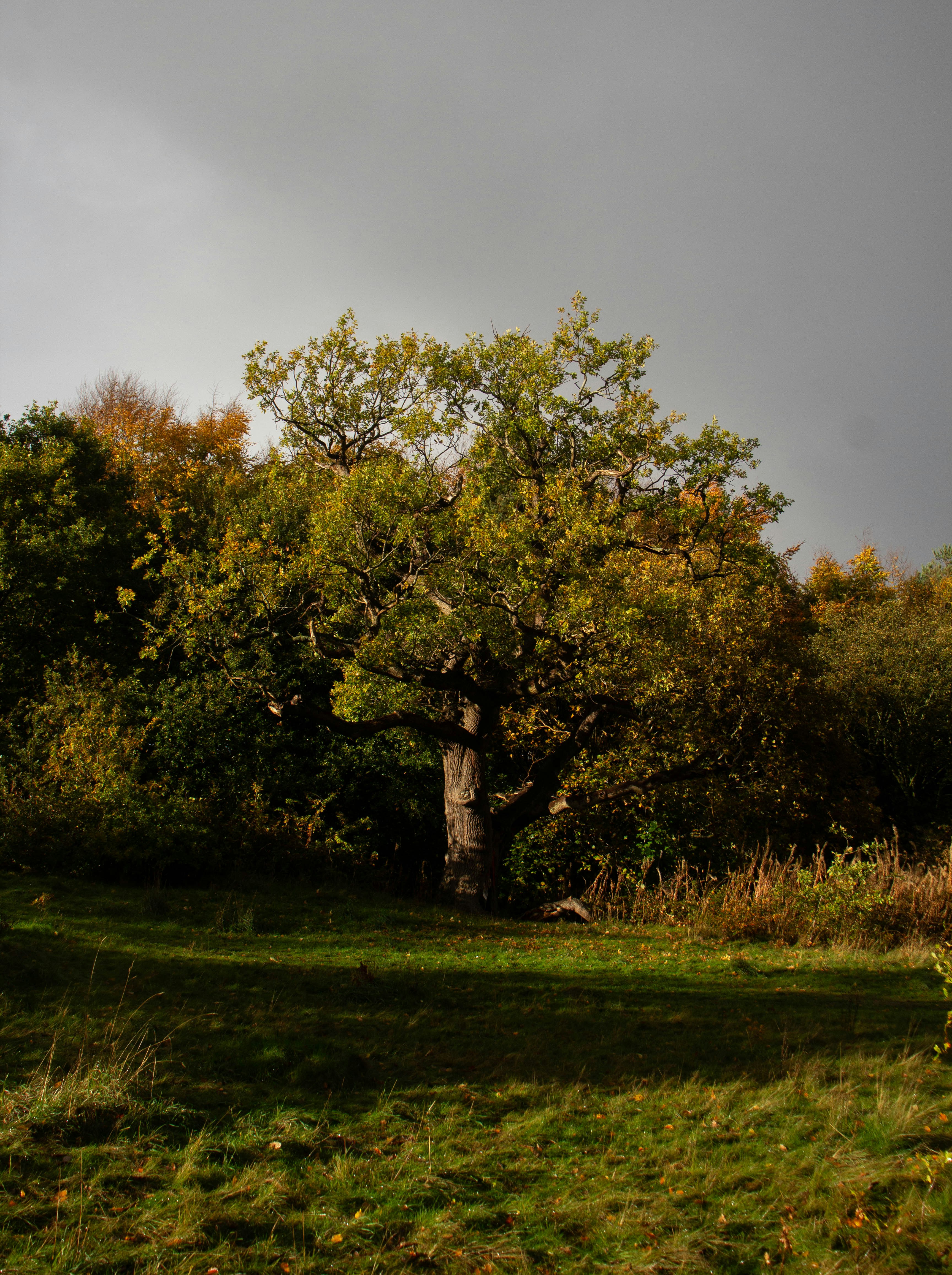 Photo by bloominghyacinth